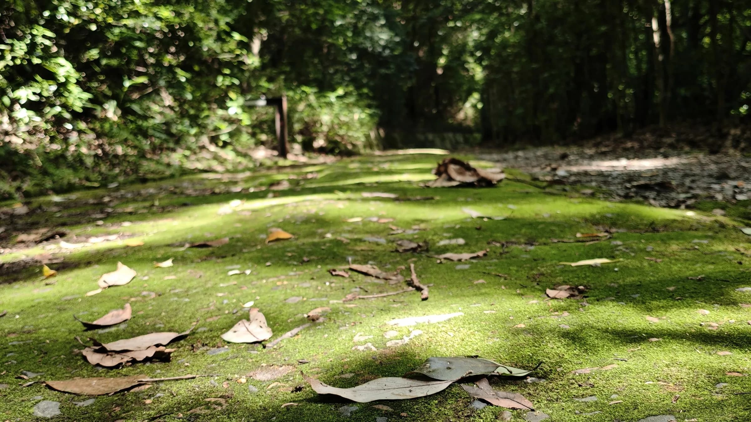 parterre de mousse à Narabigaoka