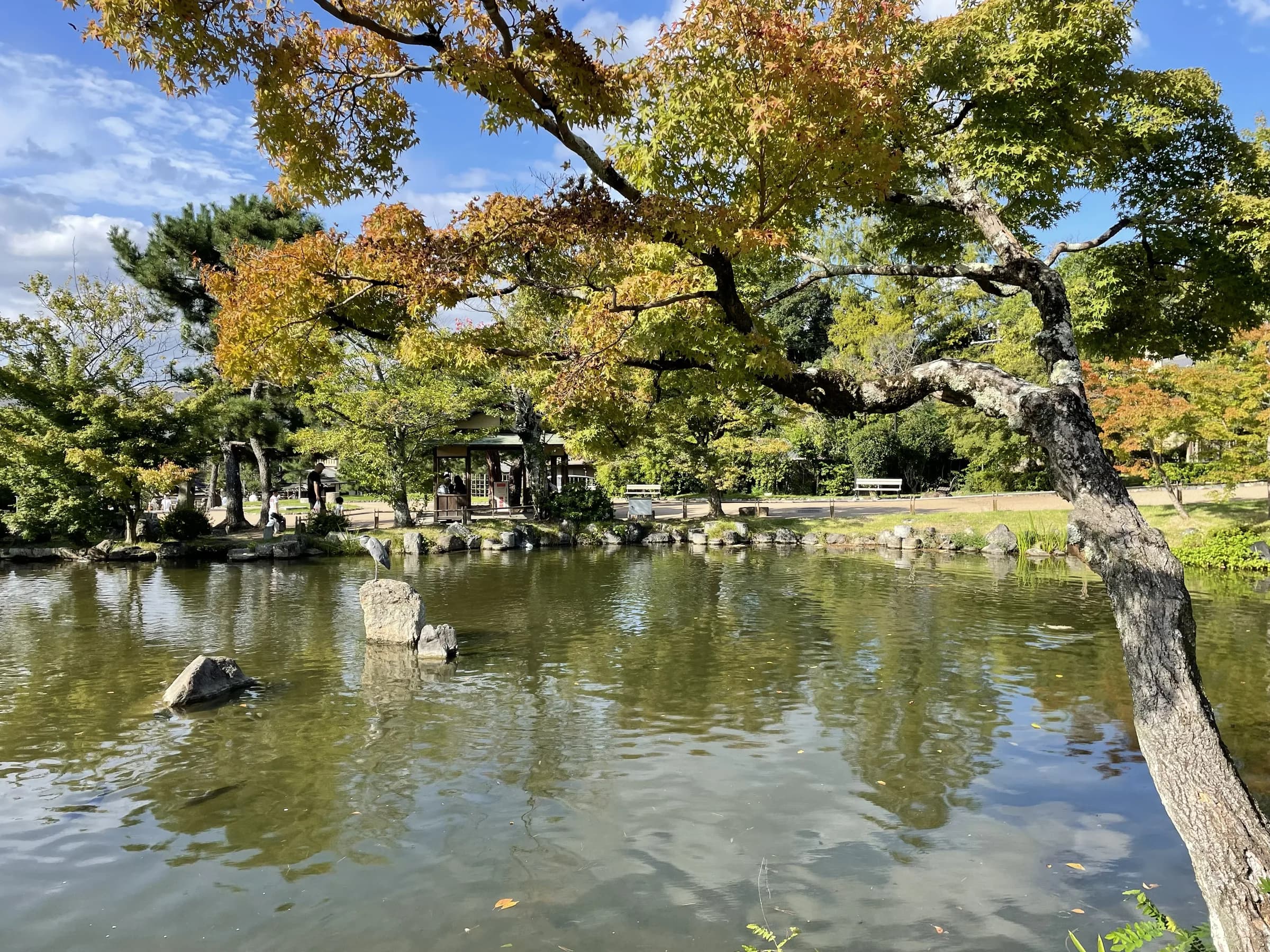 Maruyama Park and Yasaka return