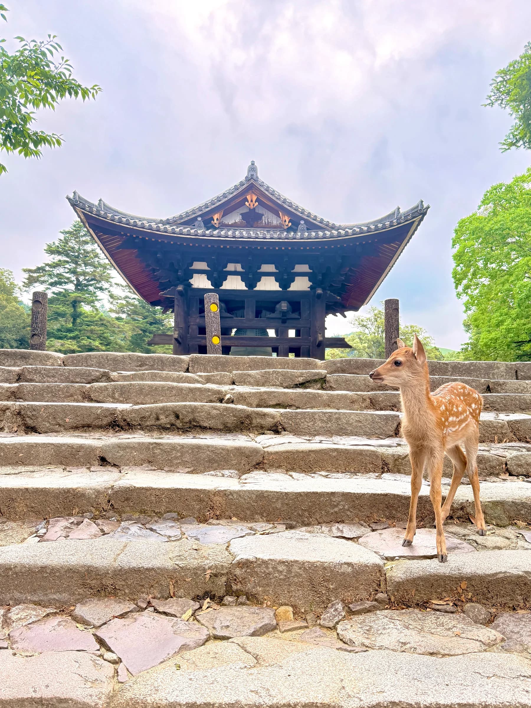 Nara en une matinée : cerfs sacrés, grand Bouddha et lanternes de Kasuga