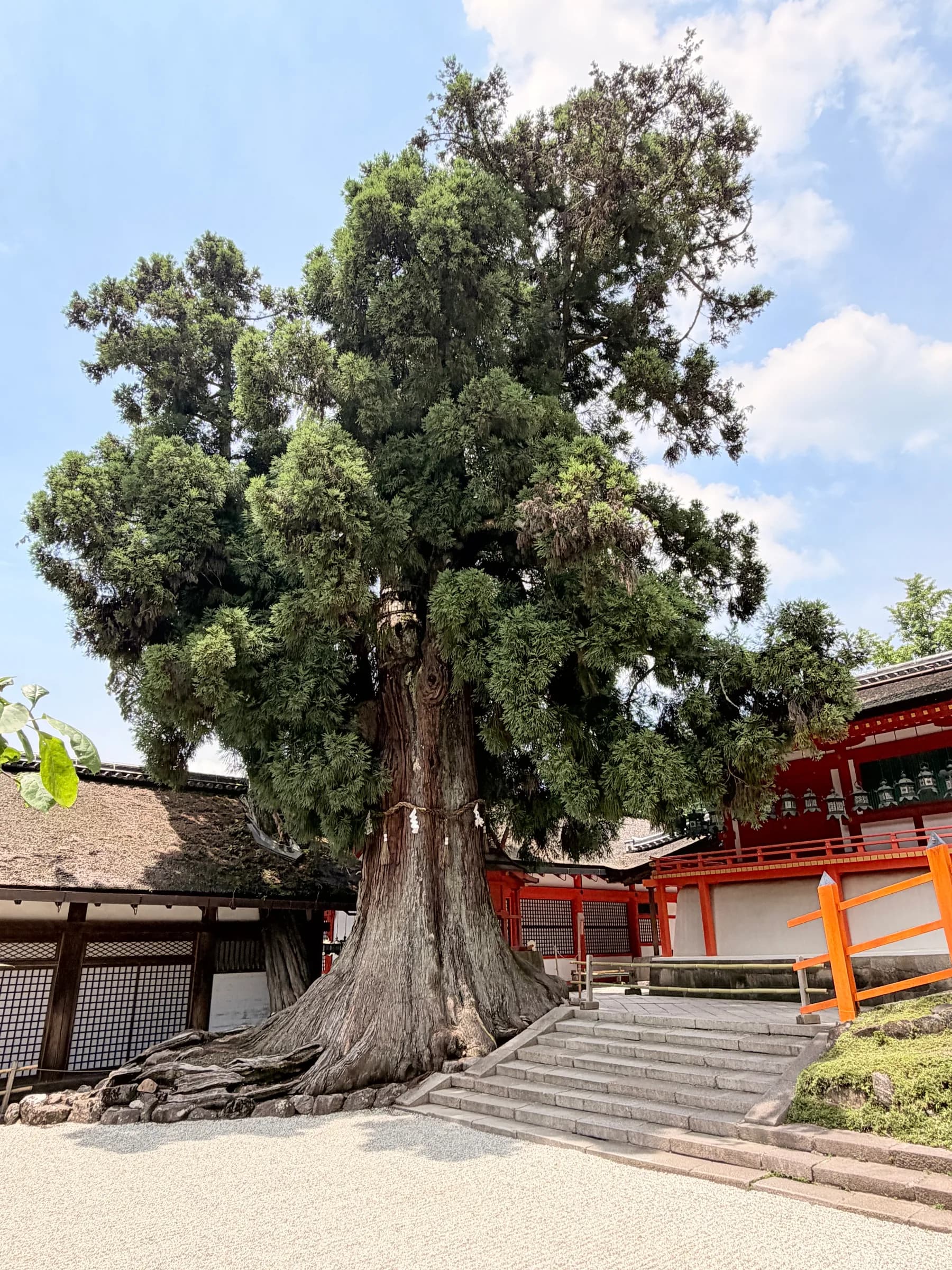 Nara en une matinée : cerfs sacrés, grand Bouddha et lanternes de Kasuga