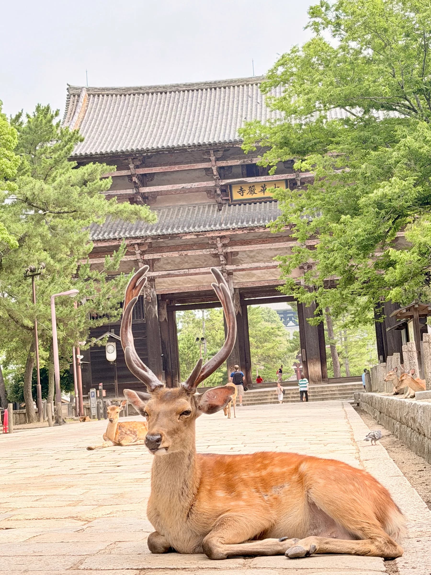 Nara en une matinée : cerfs sacrés, grand Bouddha et lanternes de Kasuga