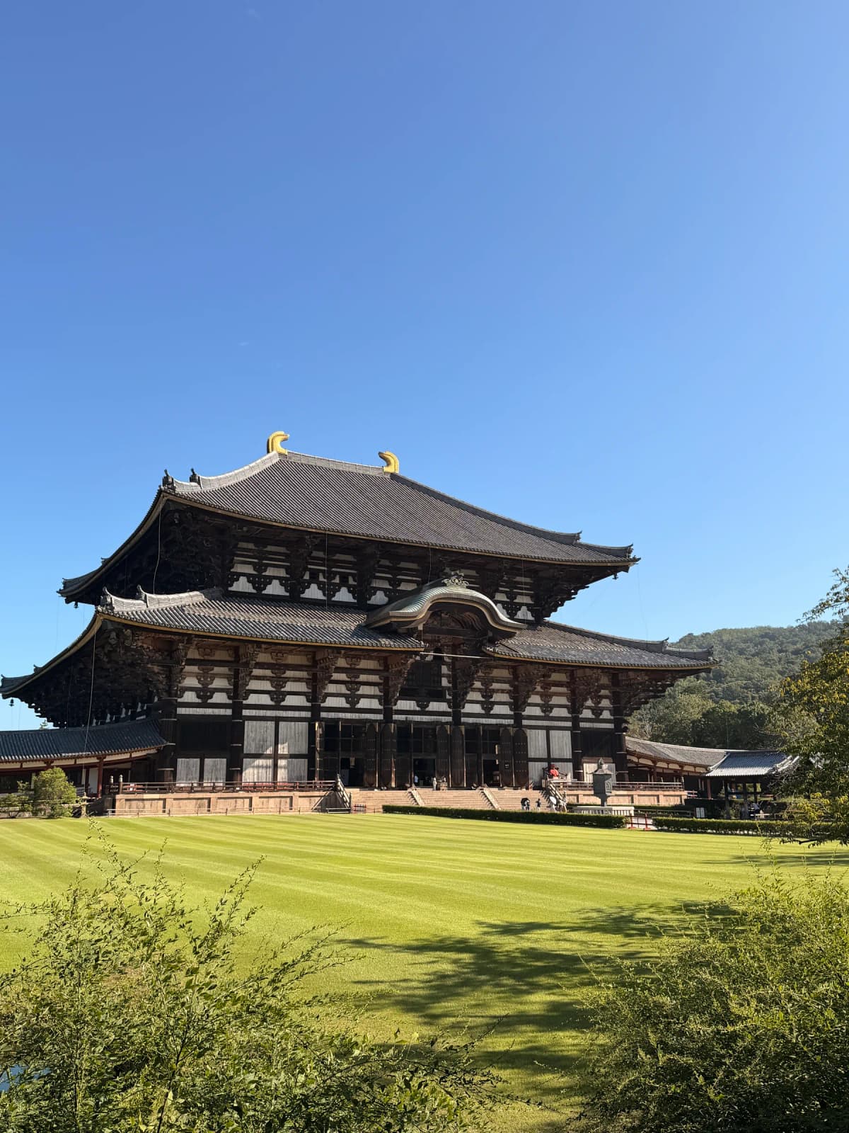 Nara Morning Walking Tour: Sacred Deer, Great Buddha and Kasuga Lanterns