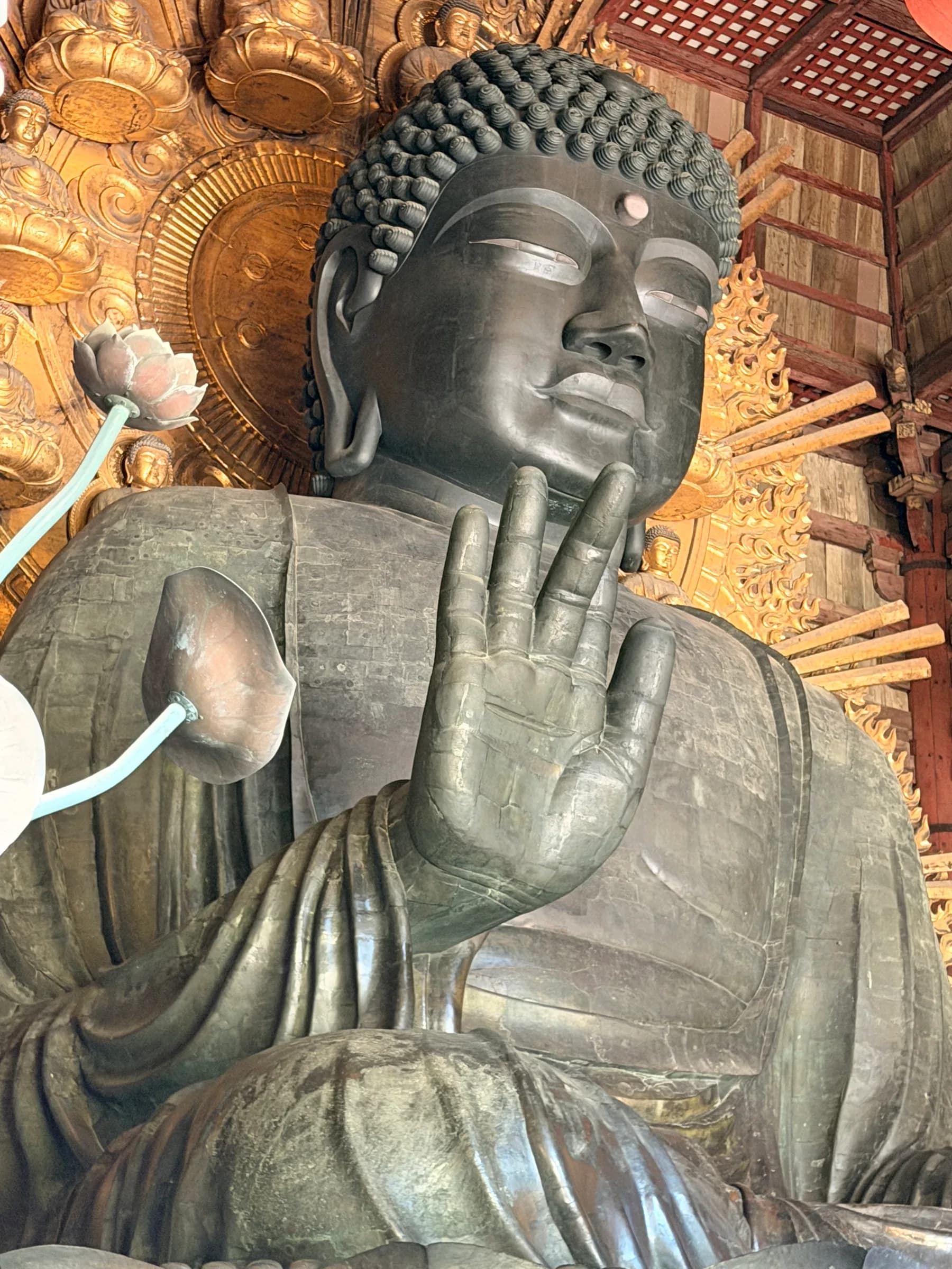 Nara en une matinée : cerfs sacrés, grand Bouddha et lanternes de Kasuga