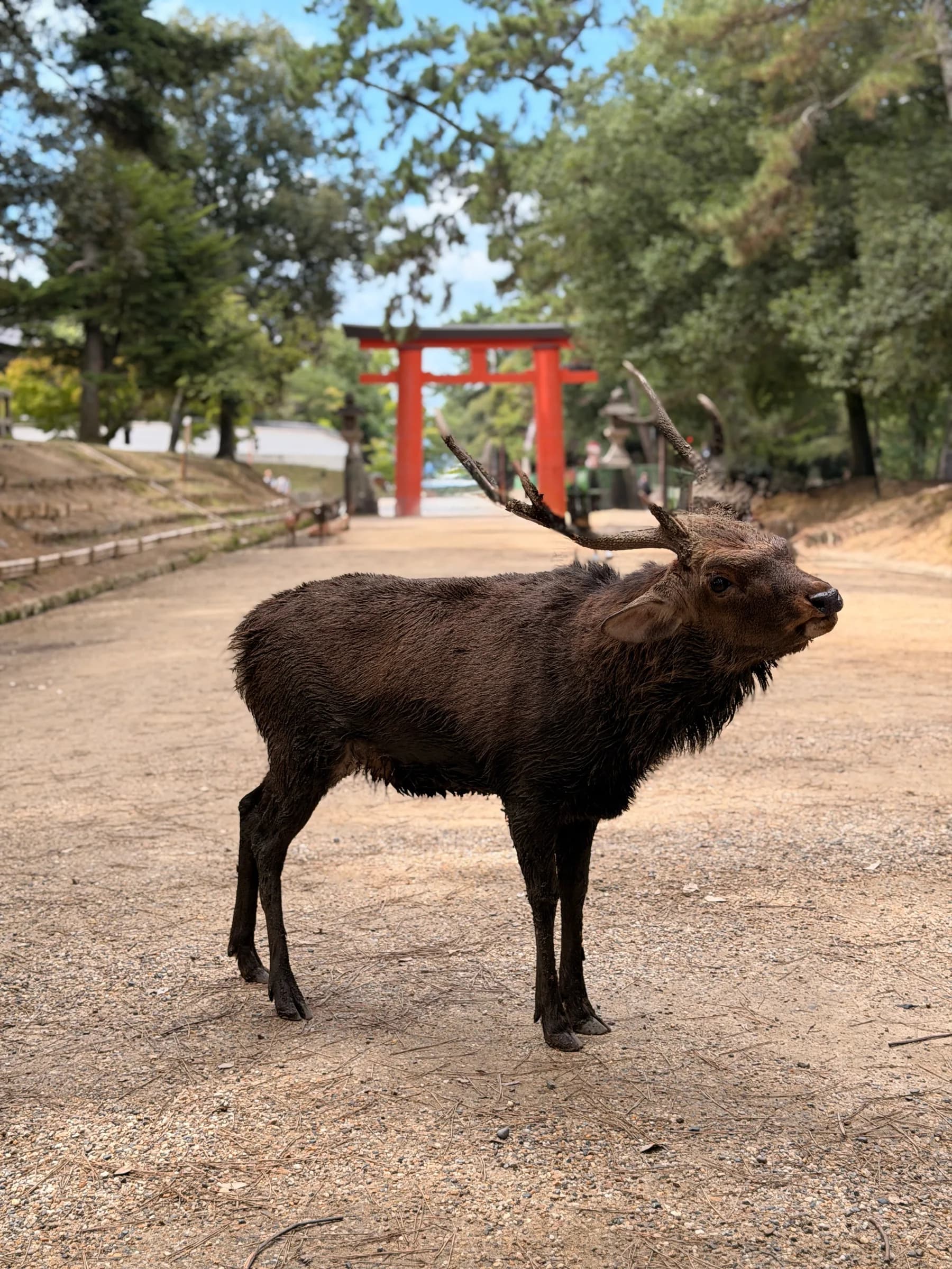 Nara en une matinée : cerfs sacrés, grand Bouddha et lanternes de Kasuga
