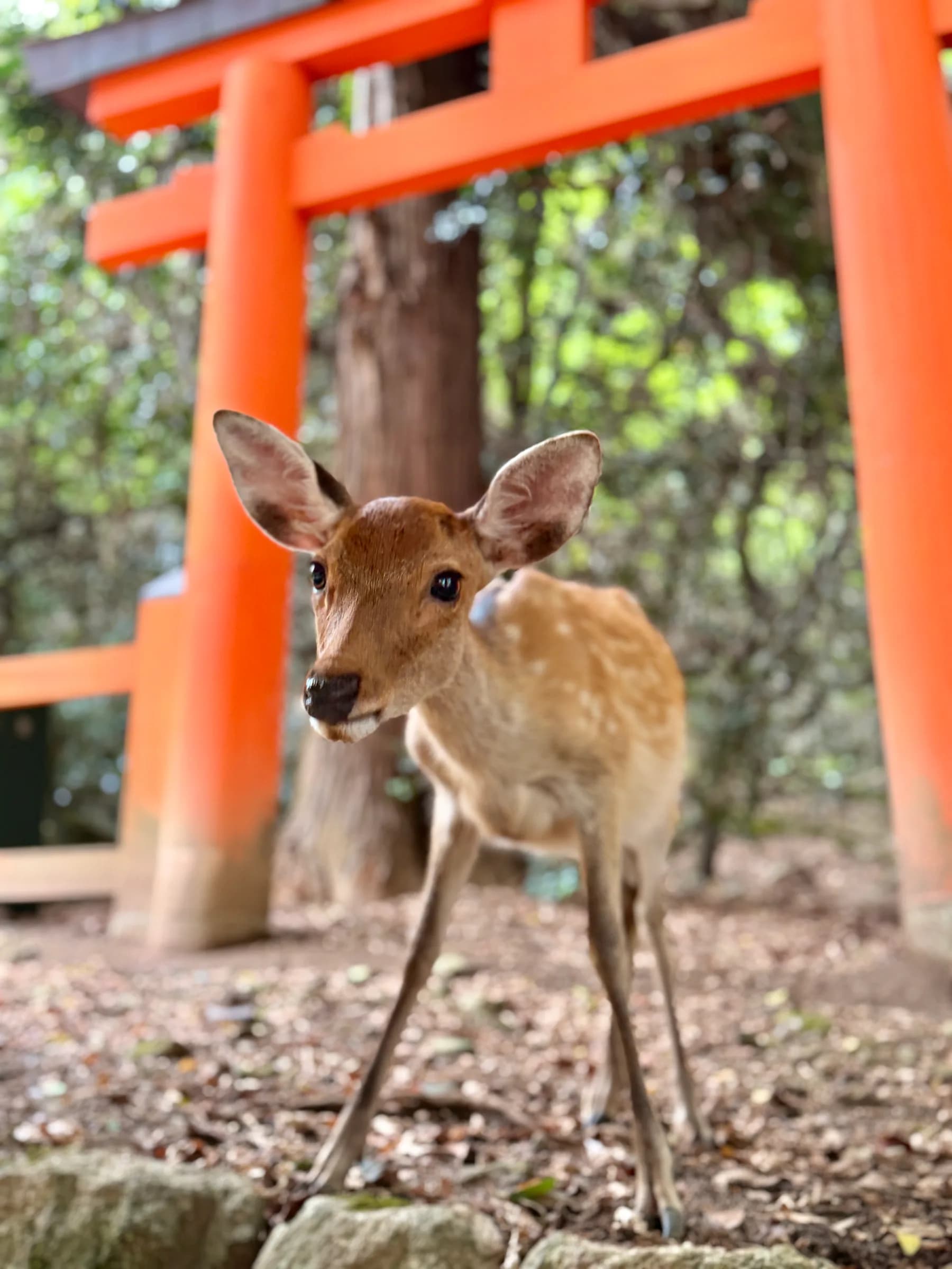 Nara en une matinée : cerfs sacrés, grand Bouddha et lanternes de Kasuga