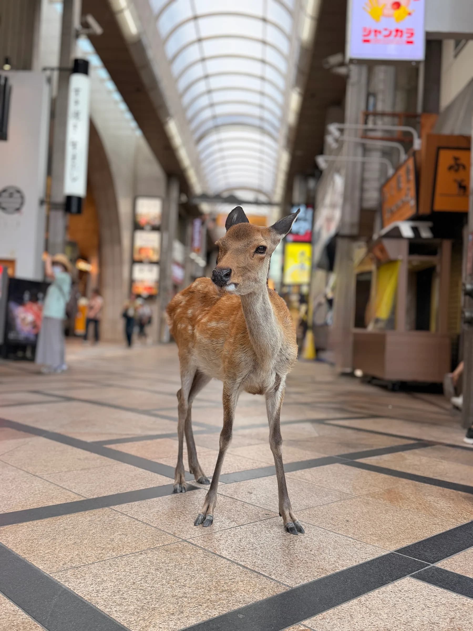 Nara en une matinée : cerfs sacrés, grand Bouddha et lanternes de Kasuga