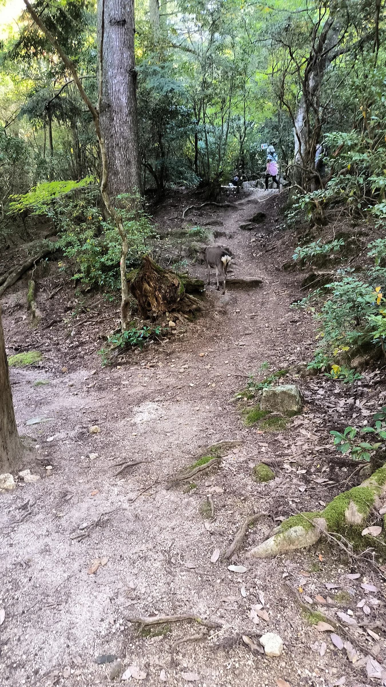 Momijidani Forest and Lunch