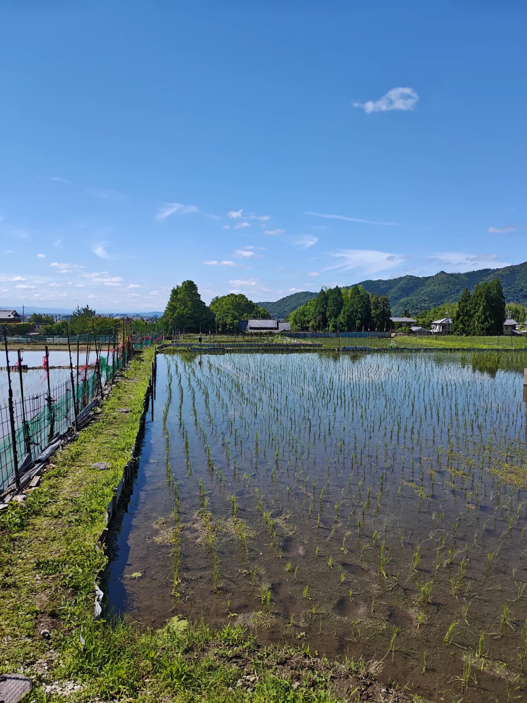 Arashiyama Bike Tour: Nature and Zen, from River to Bamboo
