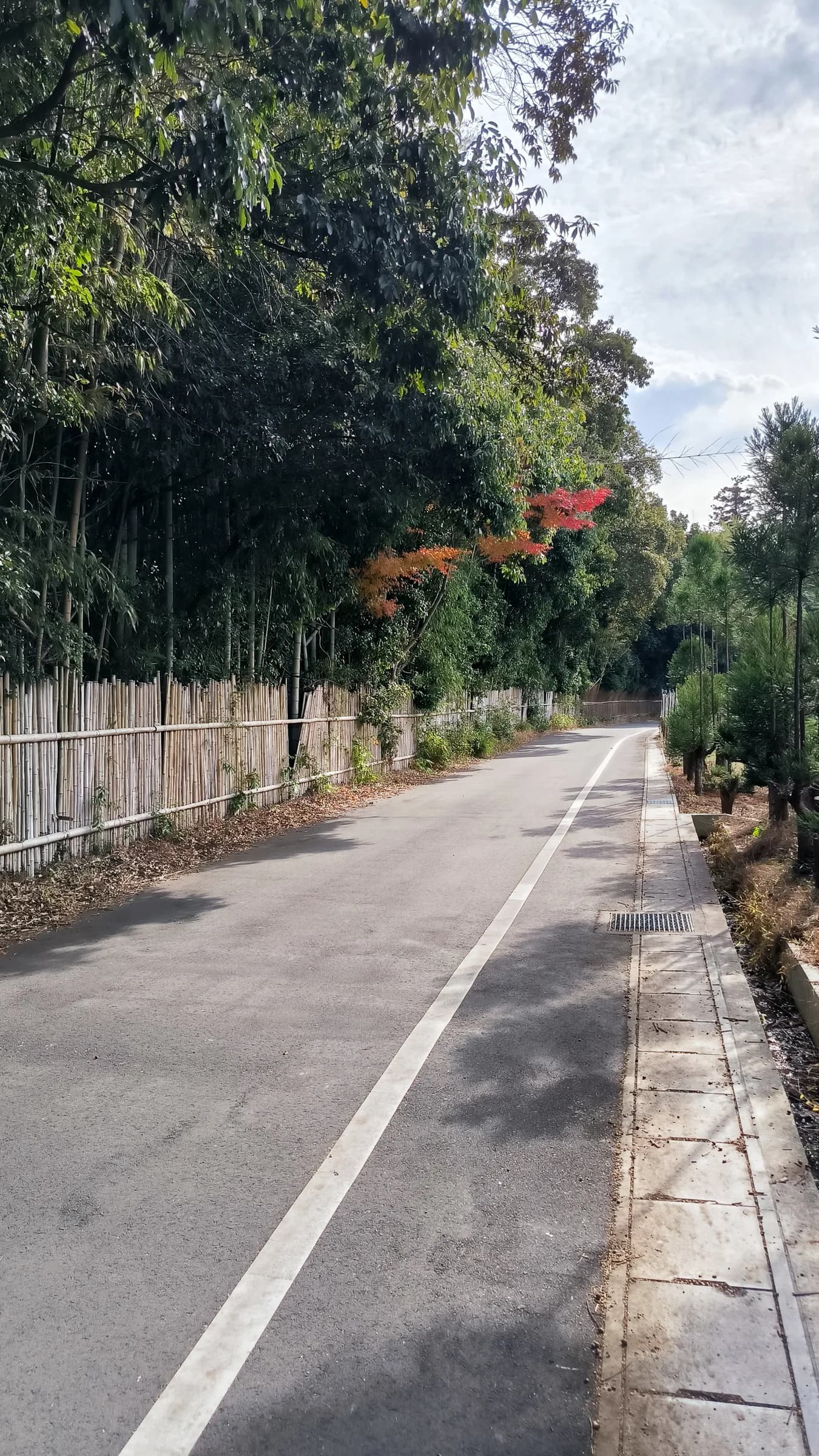 Arashiyama Bike Tour: Nature and Zen, from River to Bamboo