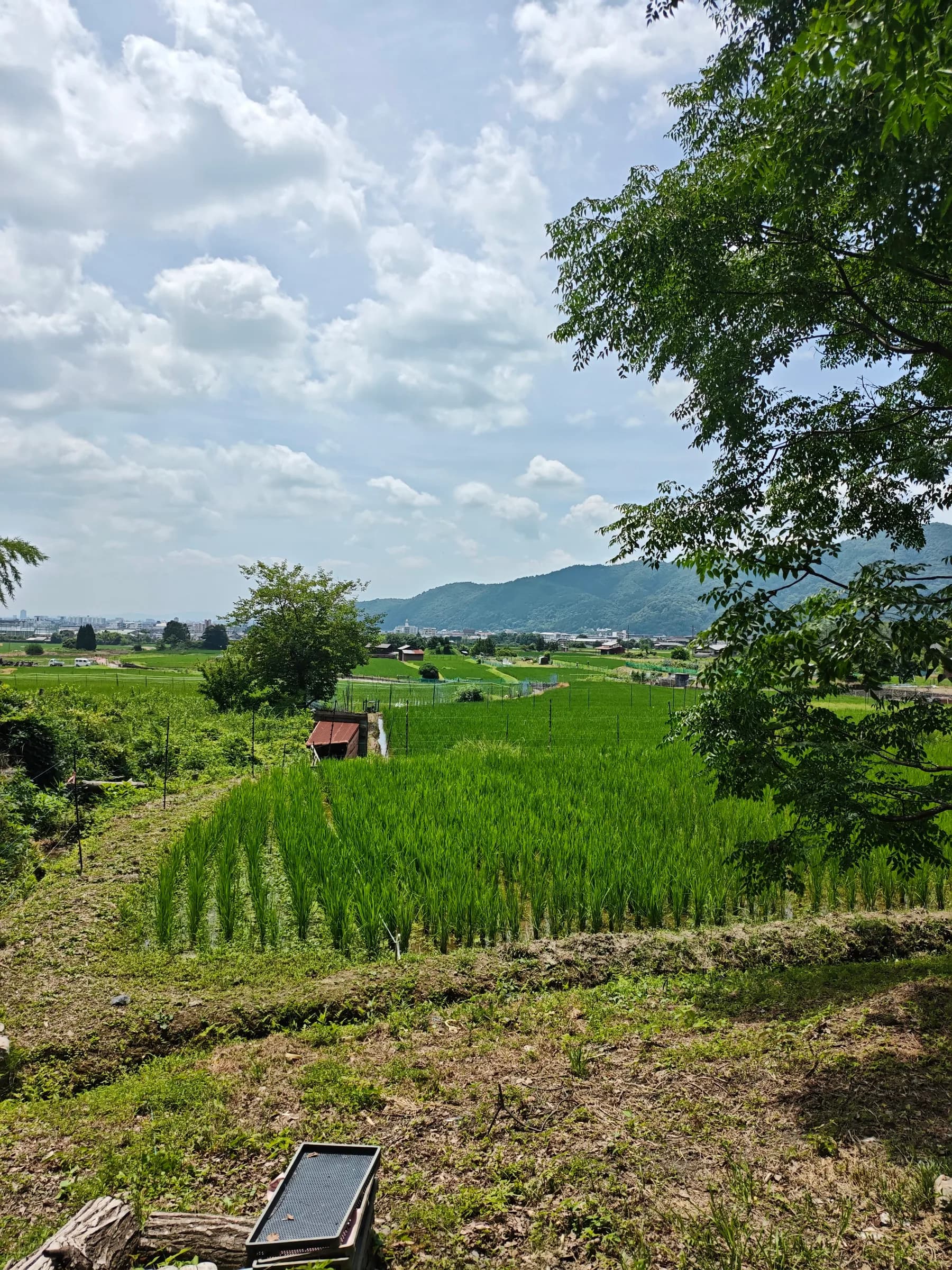 Arashiyama Bike Tour: Nature and Zen, from River to Bamboo