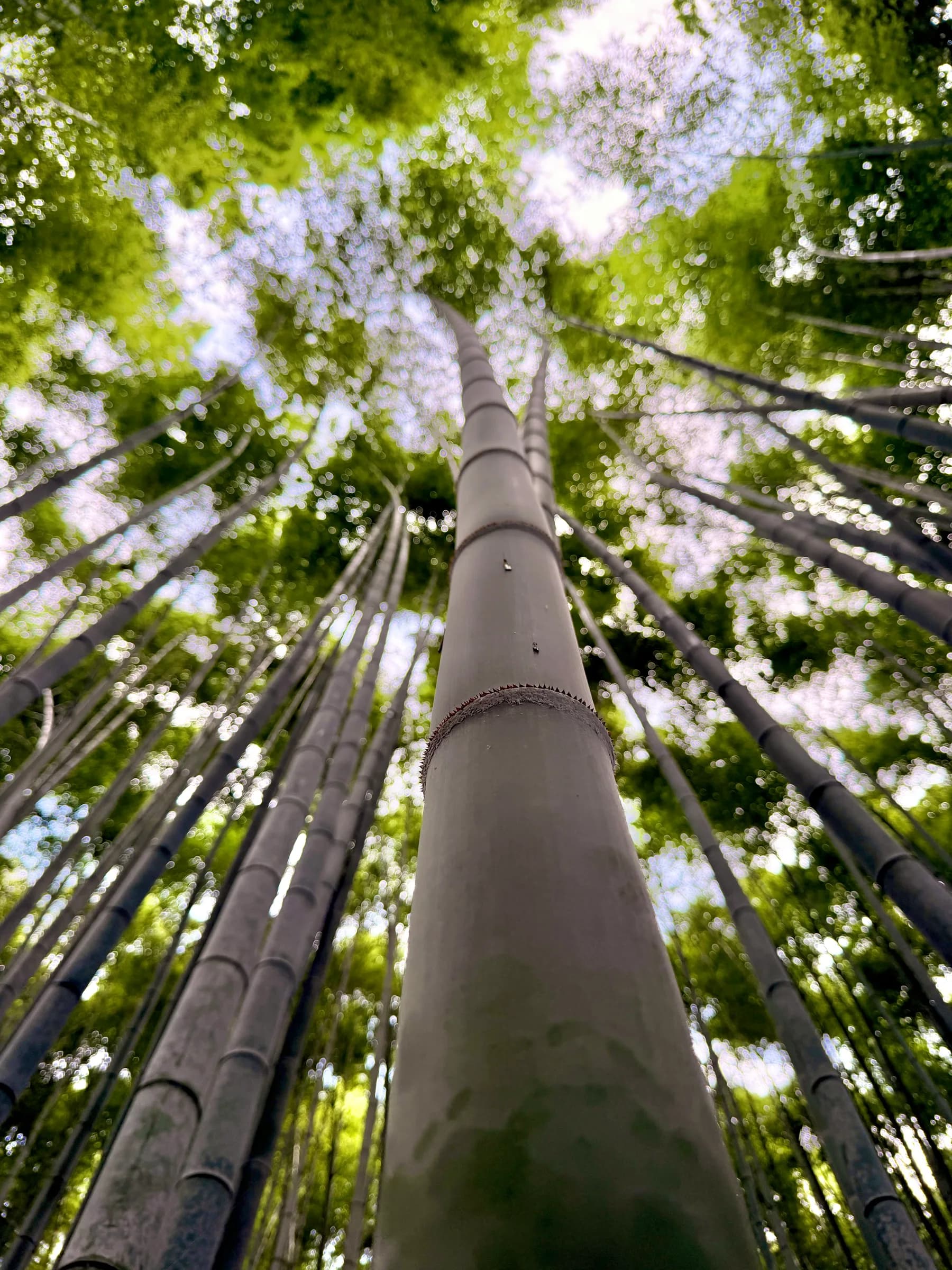 Arashiyama Bike Tour: Nature and Zen, from River to Bamboo