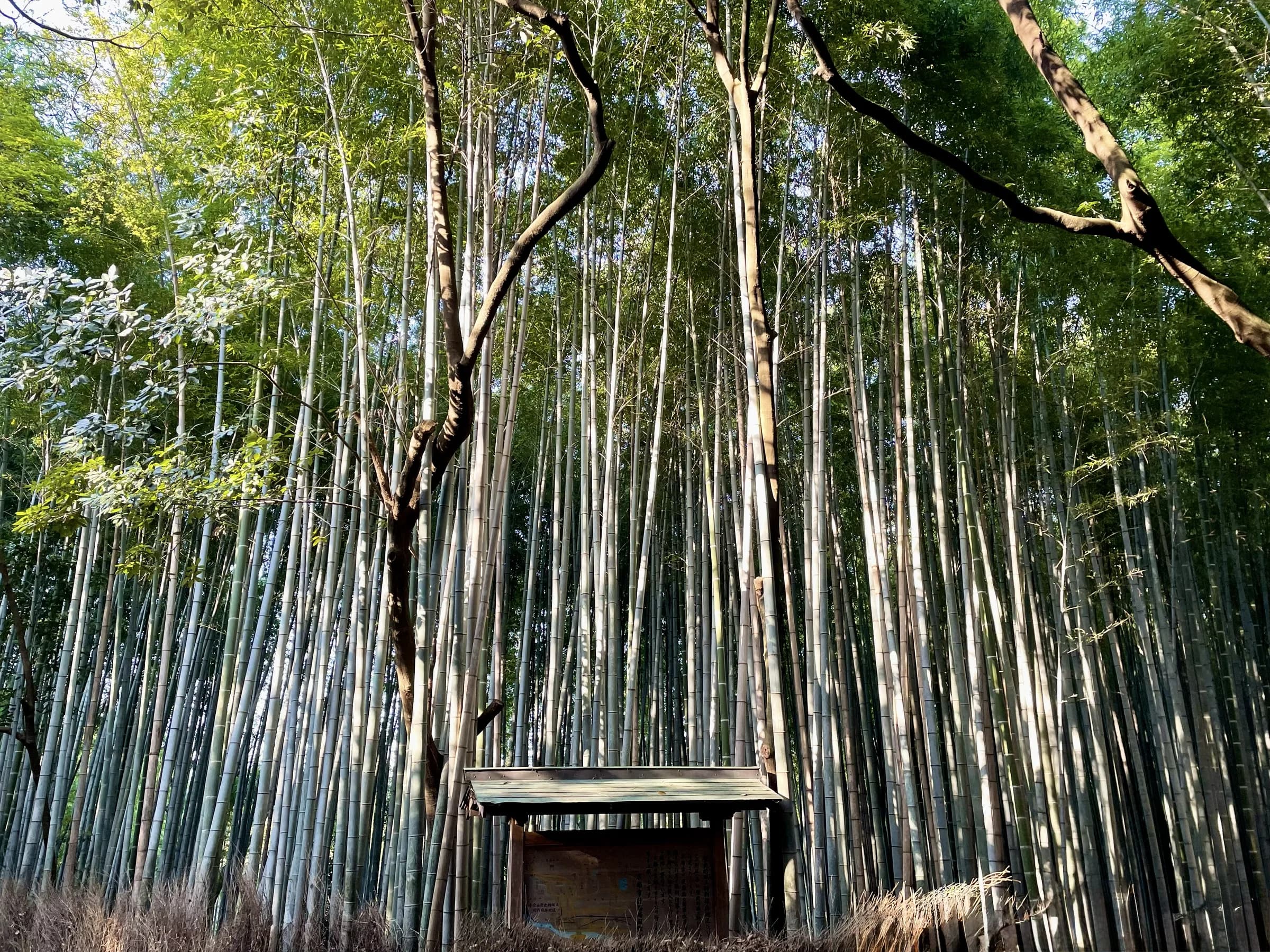 Arashiyama Bike Tour: Nature and Zen, from River to Bamboo