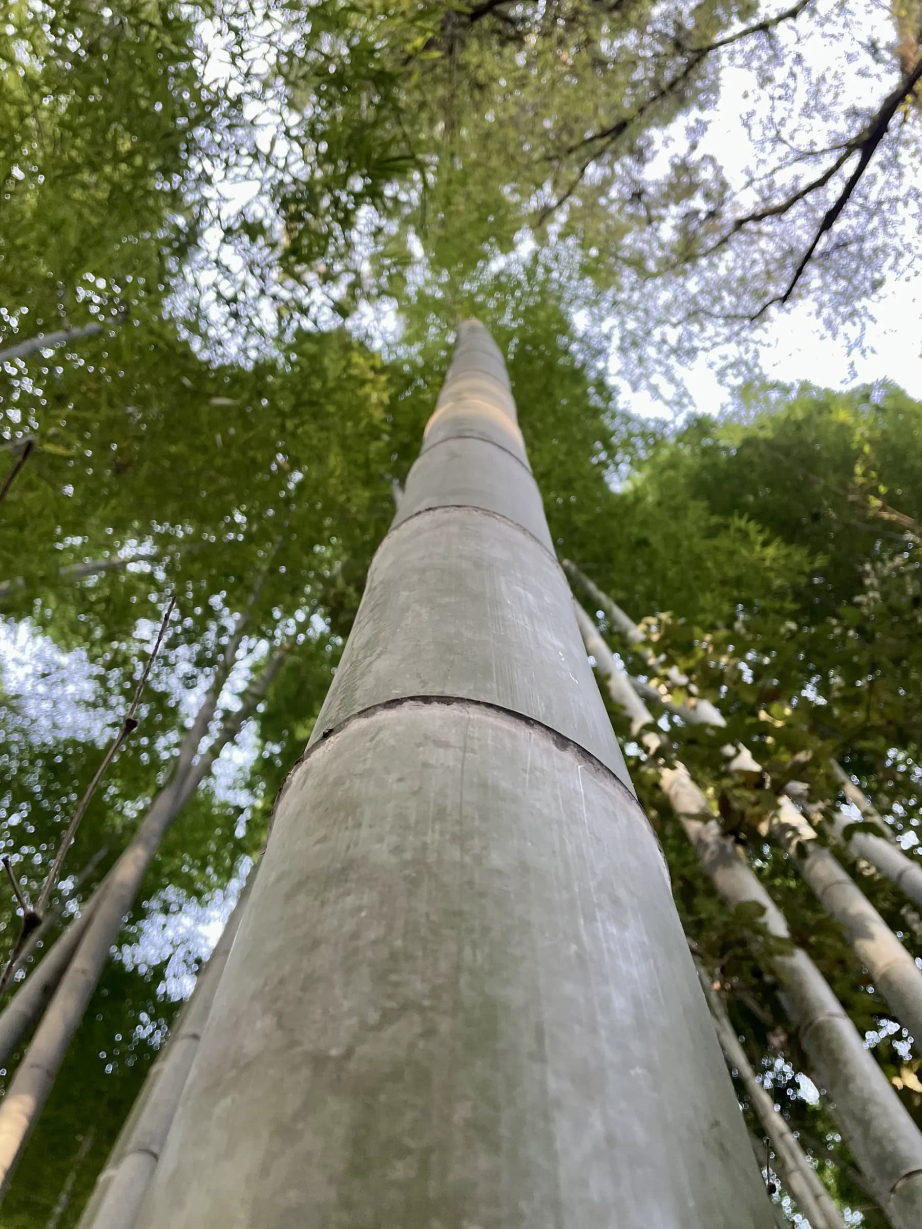 Arashiyama Bike Tour: Nature and Zen, from River to Bamboo