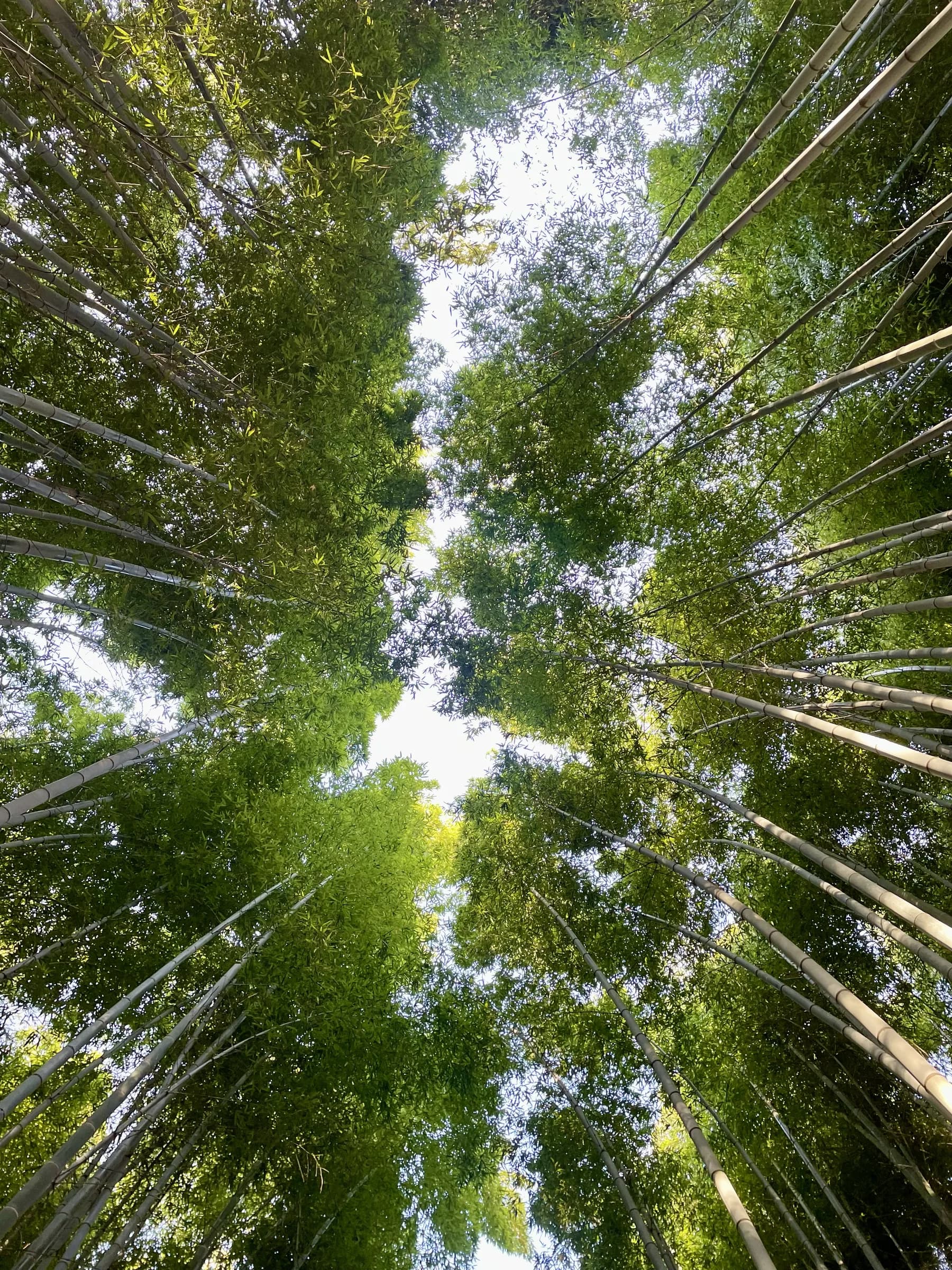 Arashiyama Bike Tour: Nature and Zen, from River to Bamboo