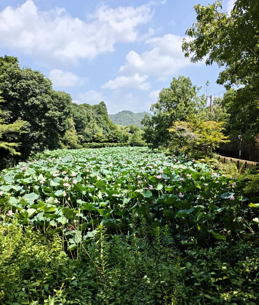 Arashiyama Bike Tour: Nature and Zen, from River to Bamboo