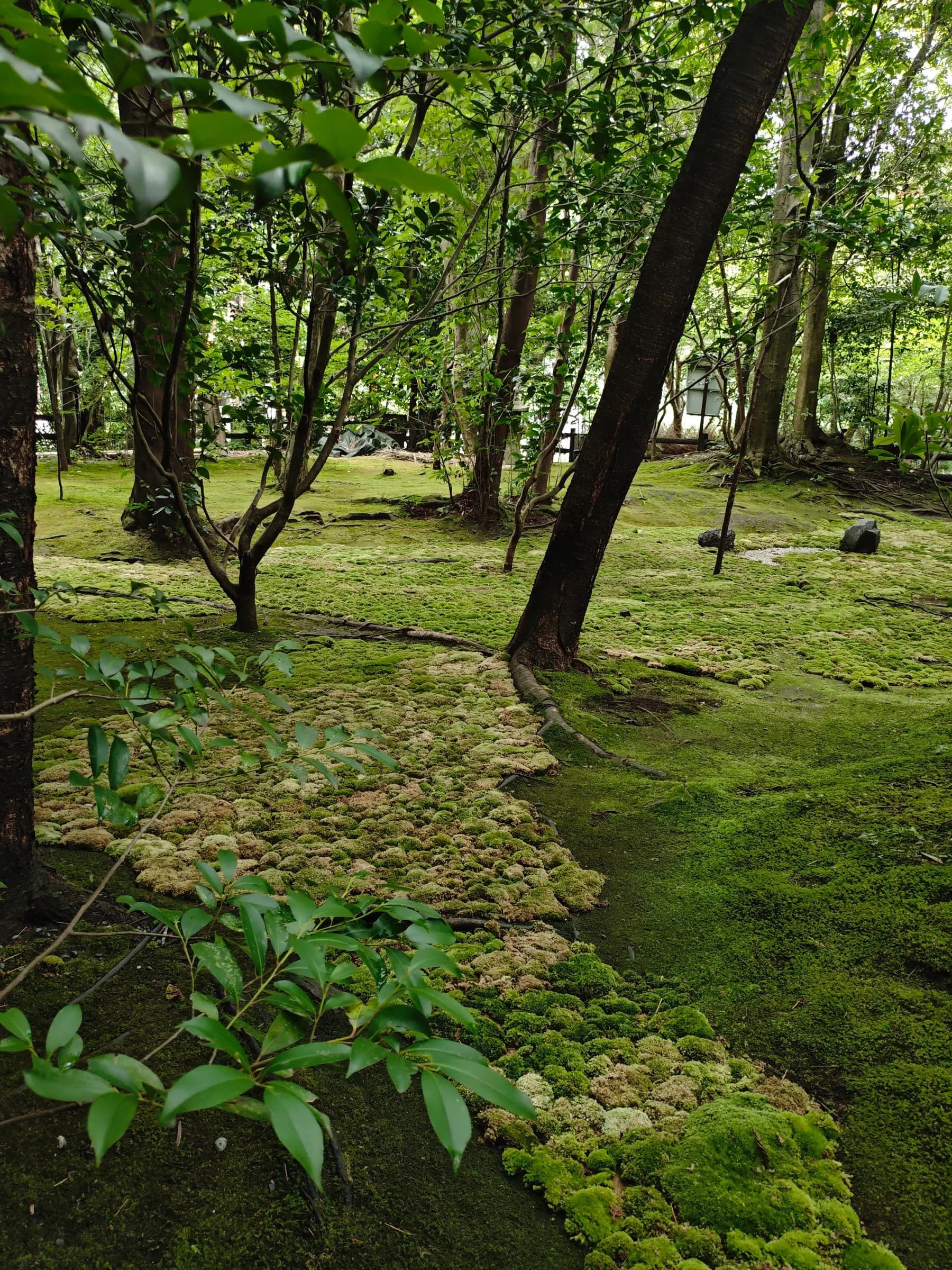 Nagaokakyo & Arashiyama Full-Day Walk: Forgotten Shrines, River and Bamboo Grove