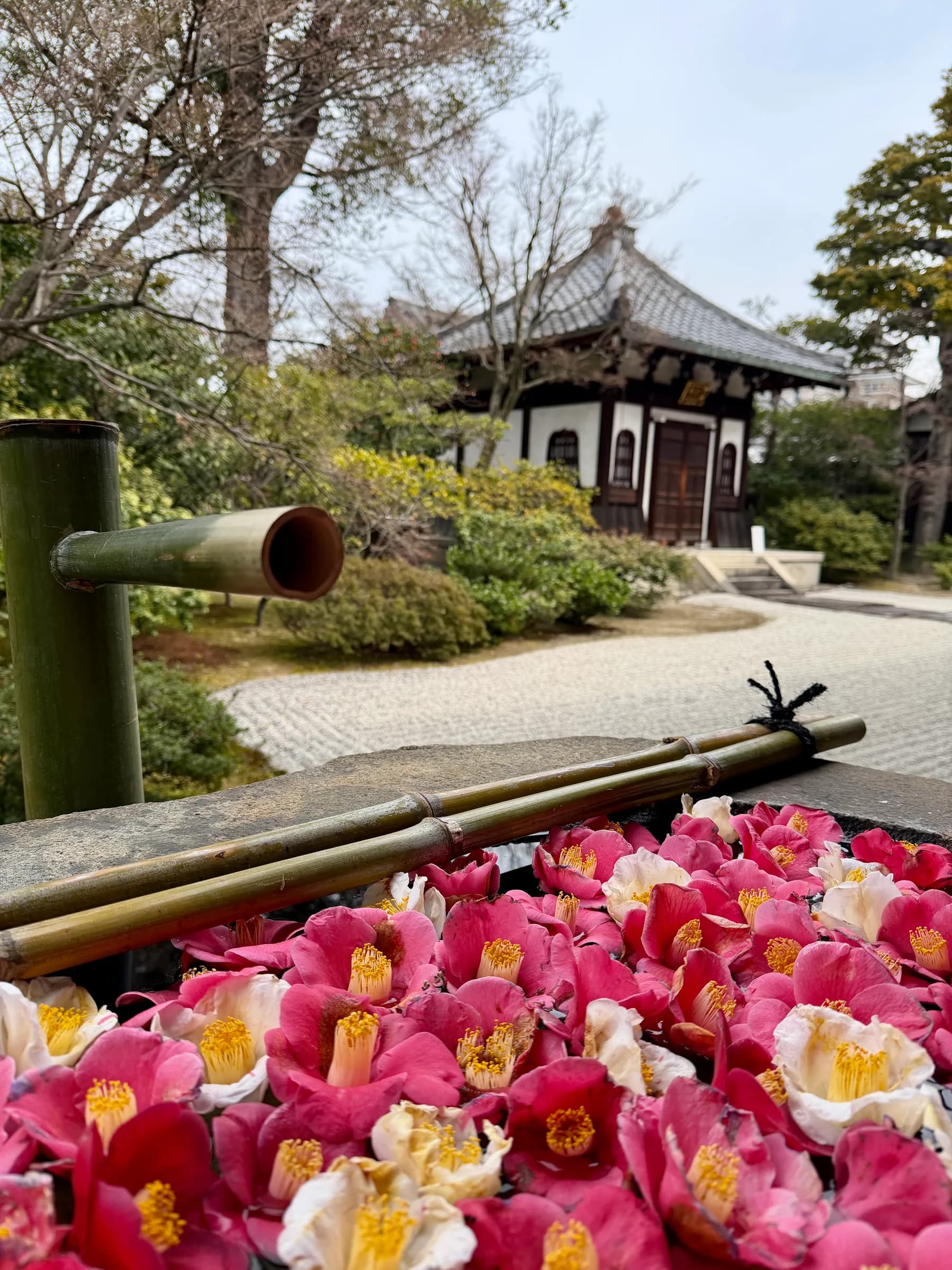From Nishiki Market to Gion: Local Flavours, Temples and Geisha Lanes
