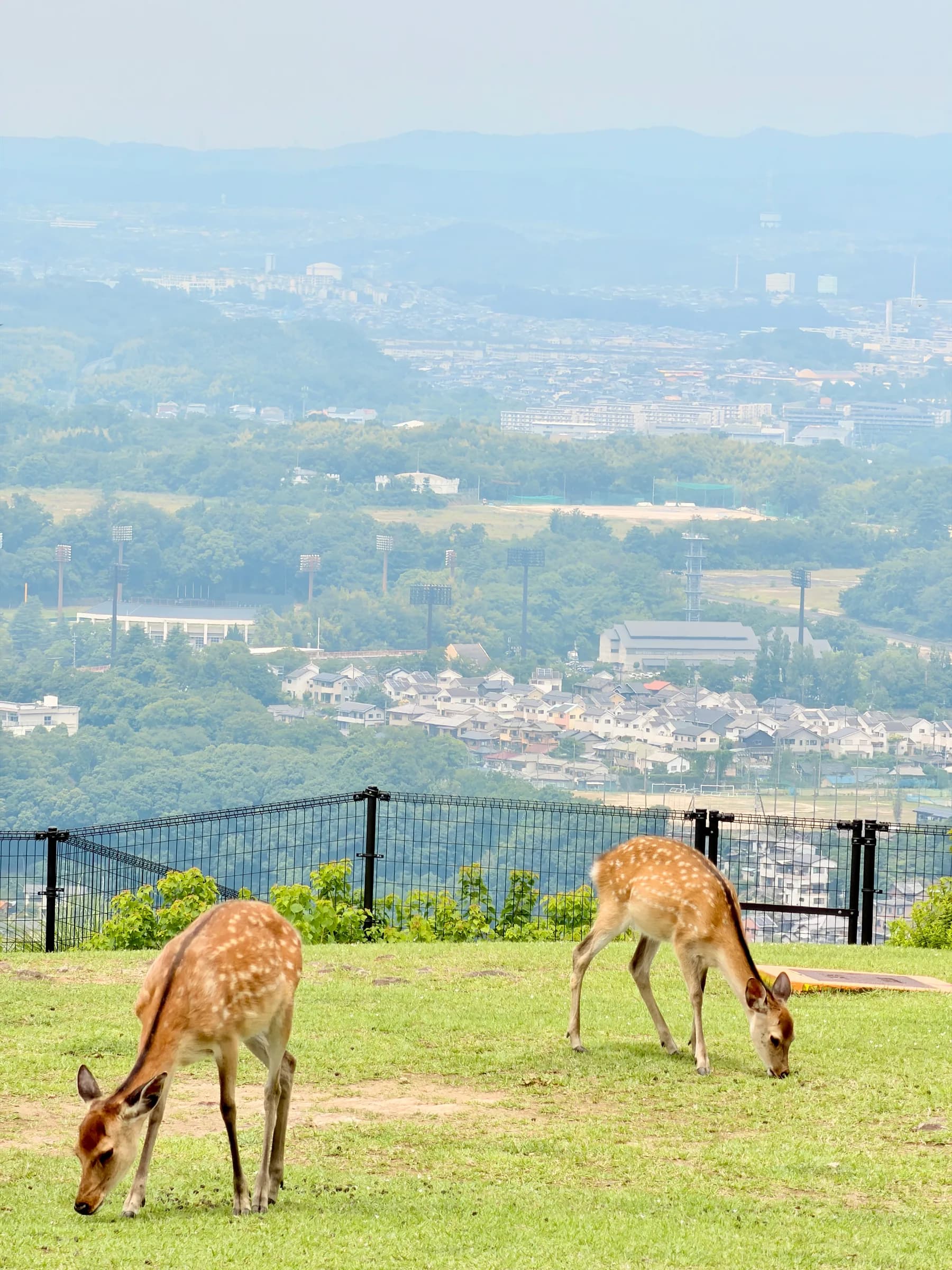 Nara Walking Tour: World Heritage, Sacred Deer, Ancient Forest and Old Town