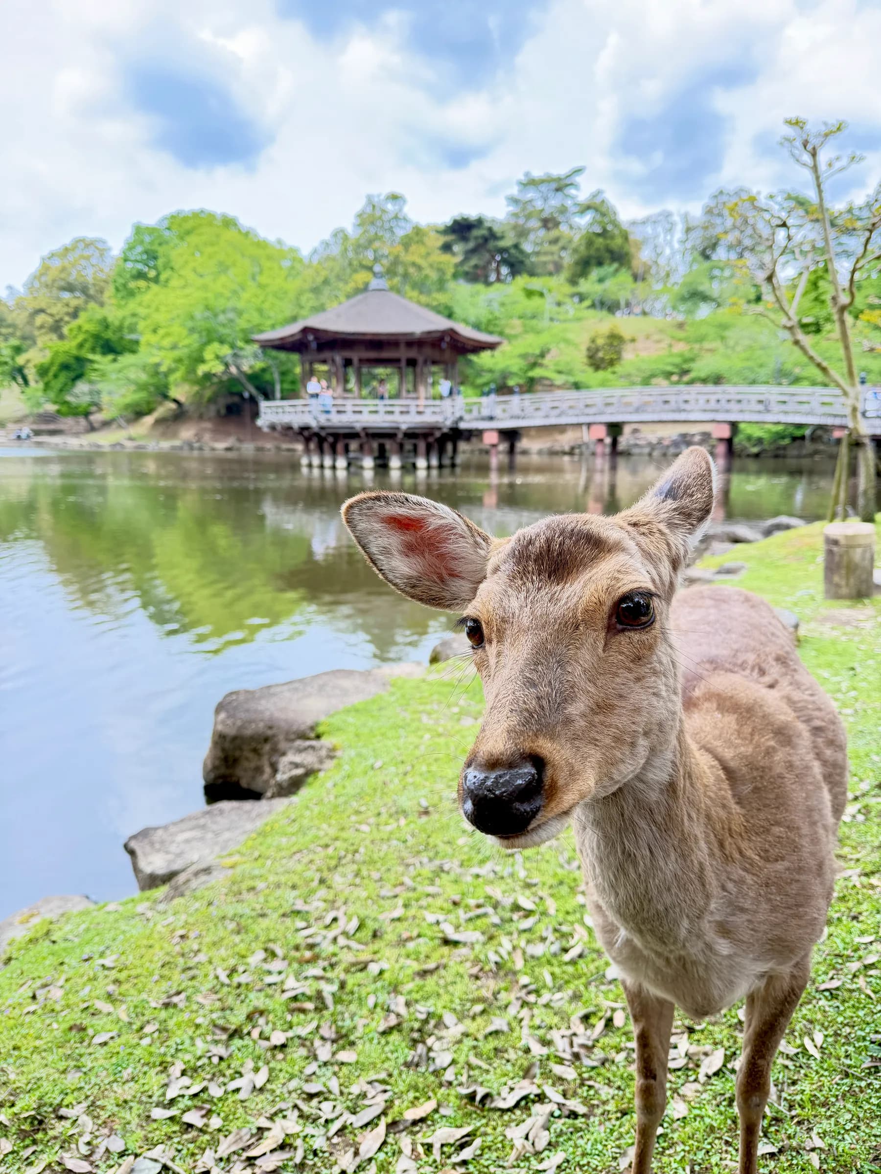 Nara Walking Tour: World Heritage, Sacred Deer, Ancient Forest and Old Town