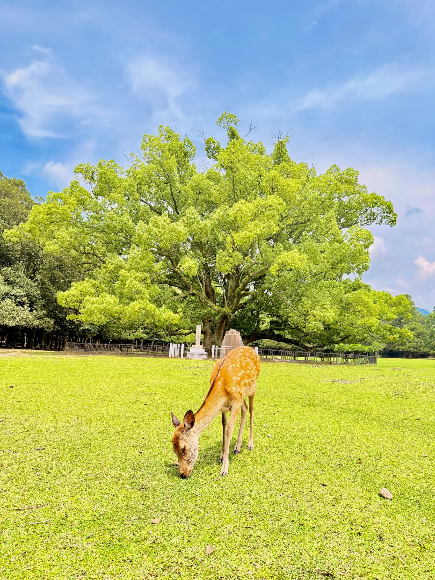 Nara Walking Tour: World Heritage, Sacred Deer, Ancient Forest and Old Town