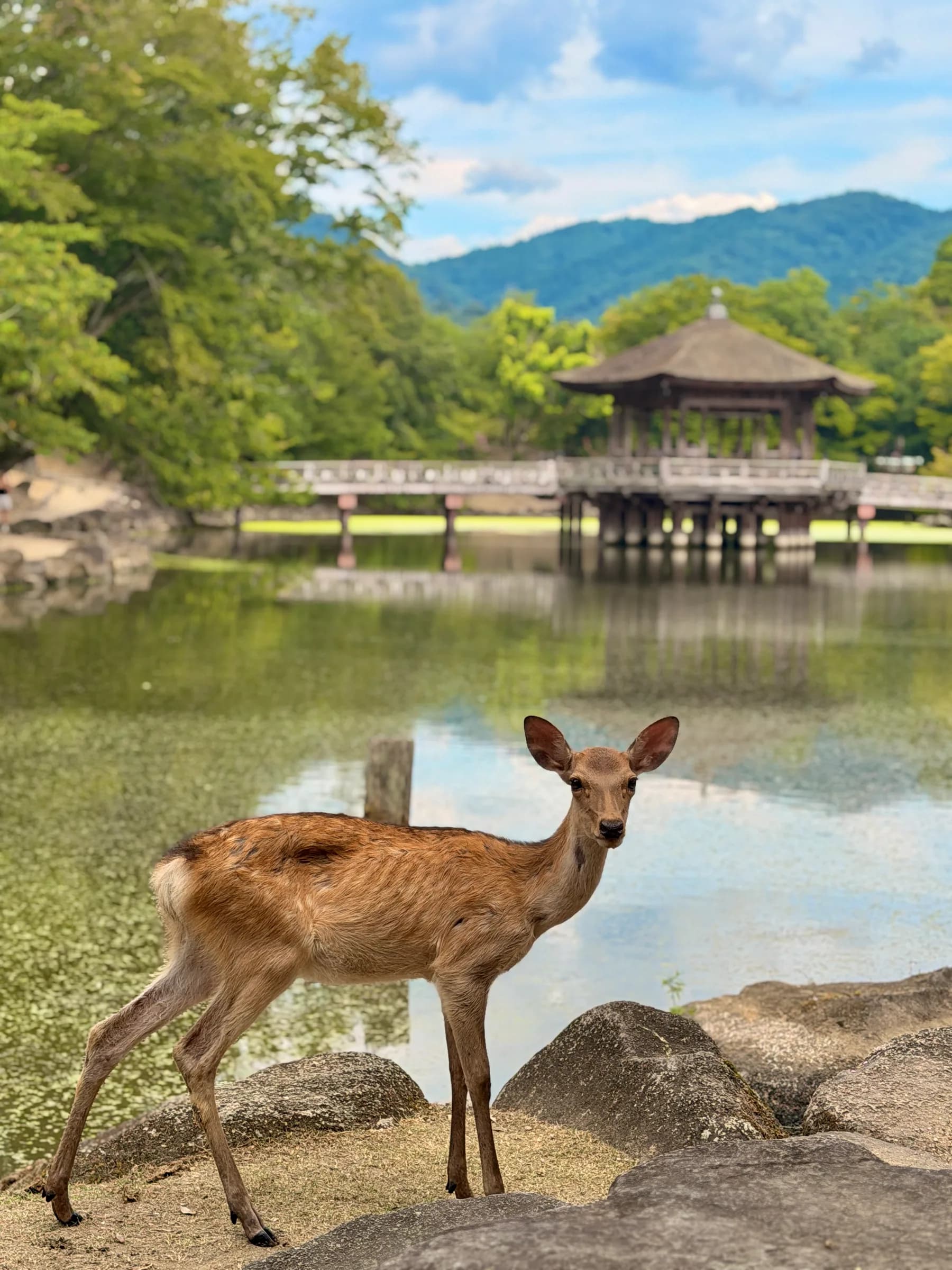 Nara Walking Tour: World Heritage, Sacred Deer, Ancient Forest and Old Town
