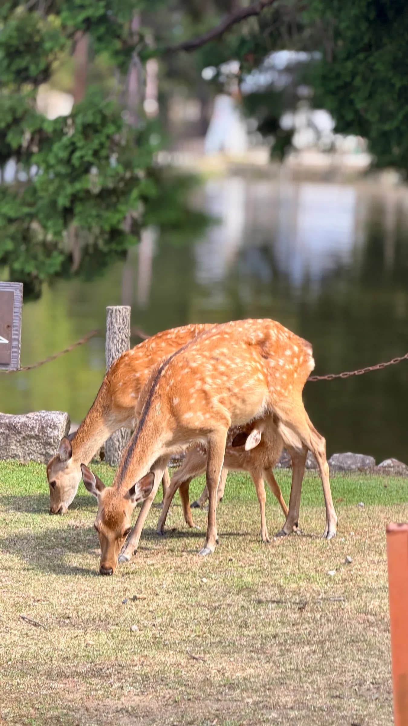Nara Walking Tour: World Heritage, Sacred Deer, Ancient Forest and Old Town