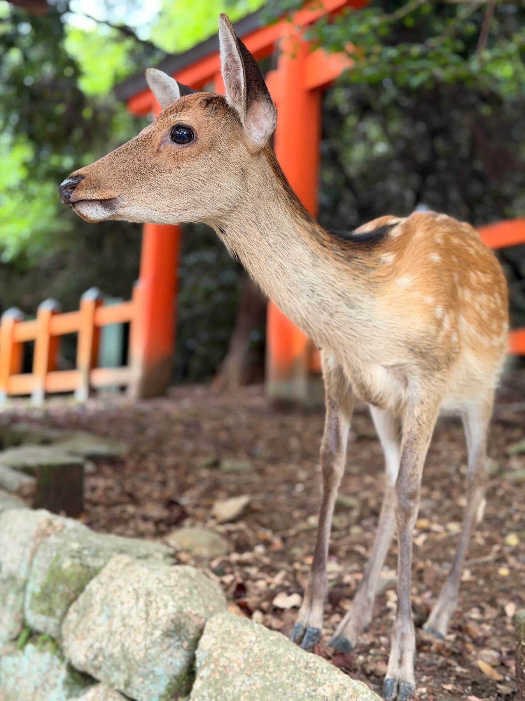 Nara Walking Tour: World Heritage, Sacred Deer, Ancient Forest and Old Town