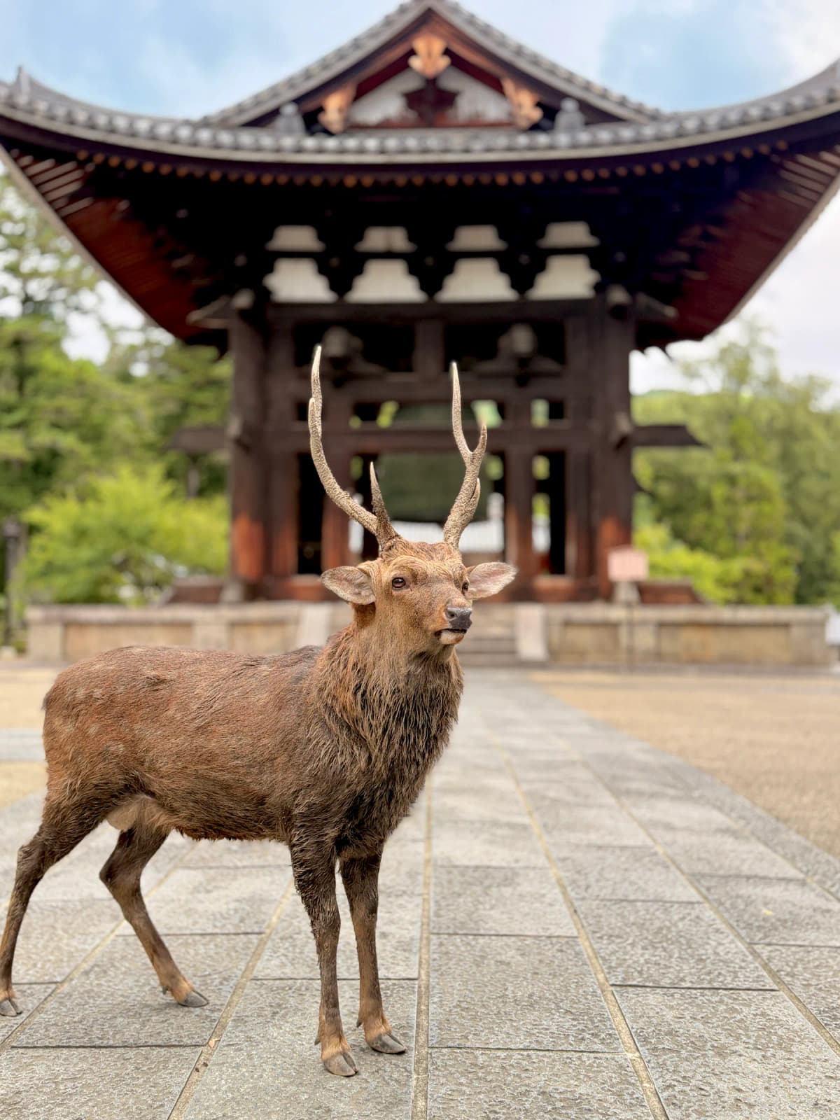 Nara Walking Tour: World Heritage, Sacred Deer, Ancient Forest and Old Town