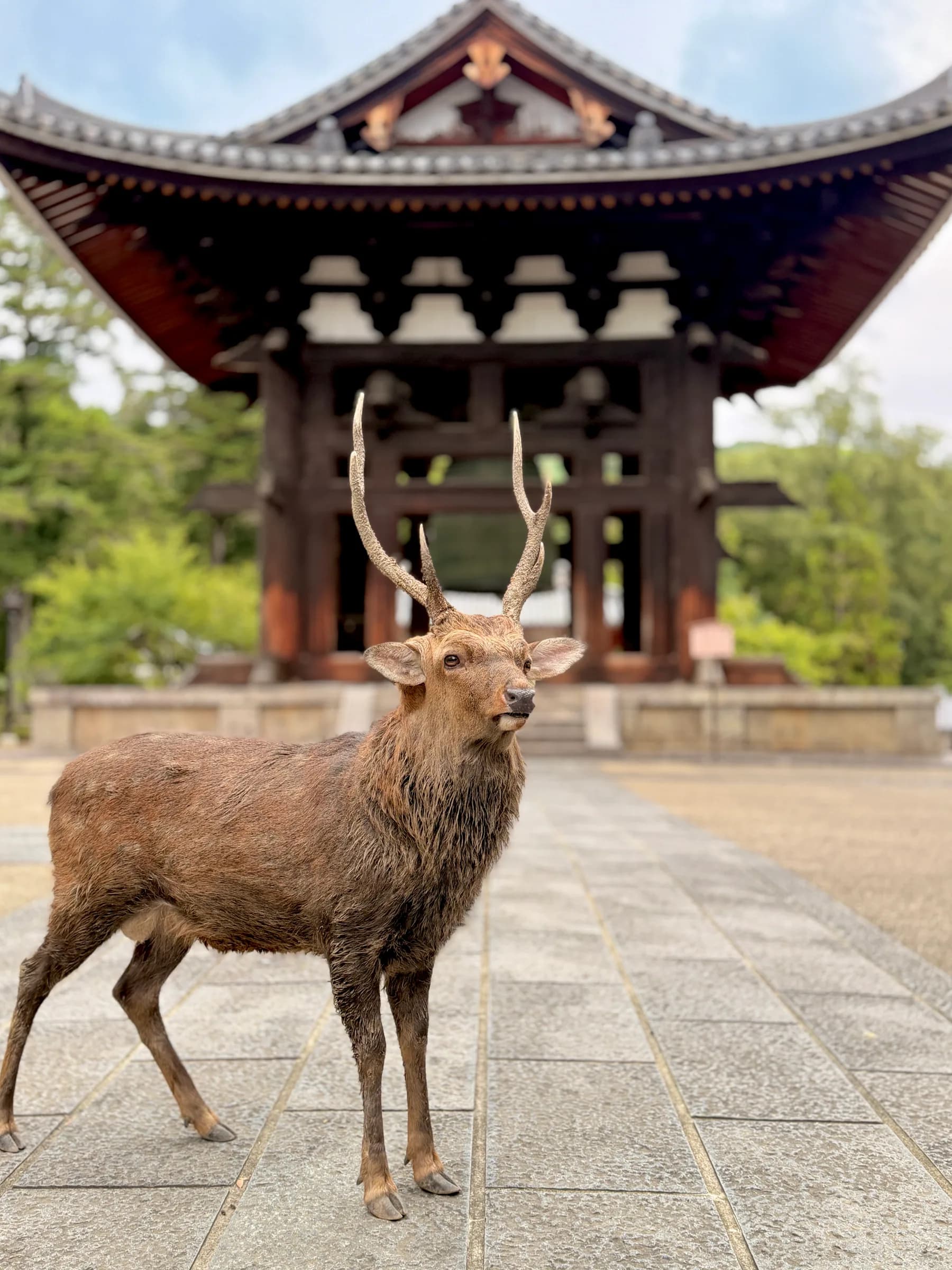 Nara à pied : patrimoine mondial, cerfs sacrés et forêt primaire