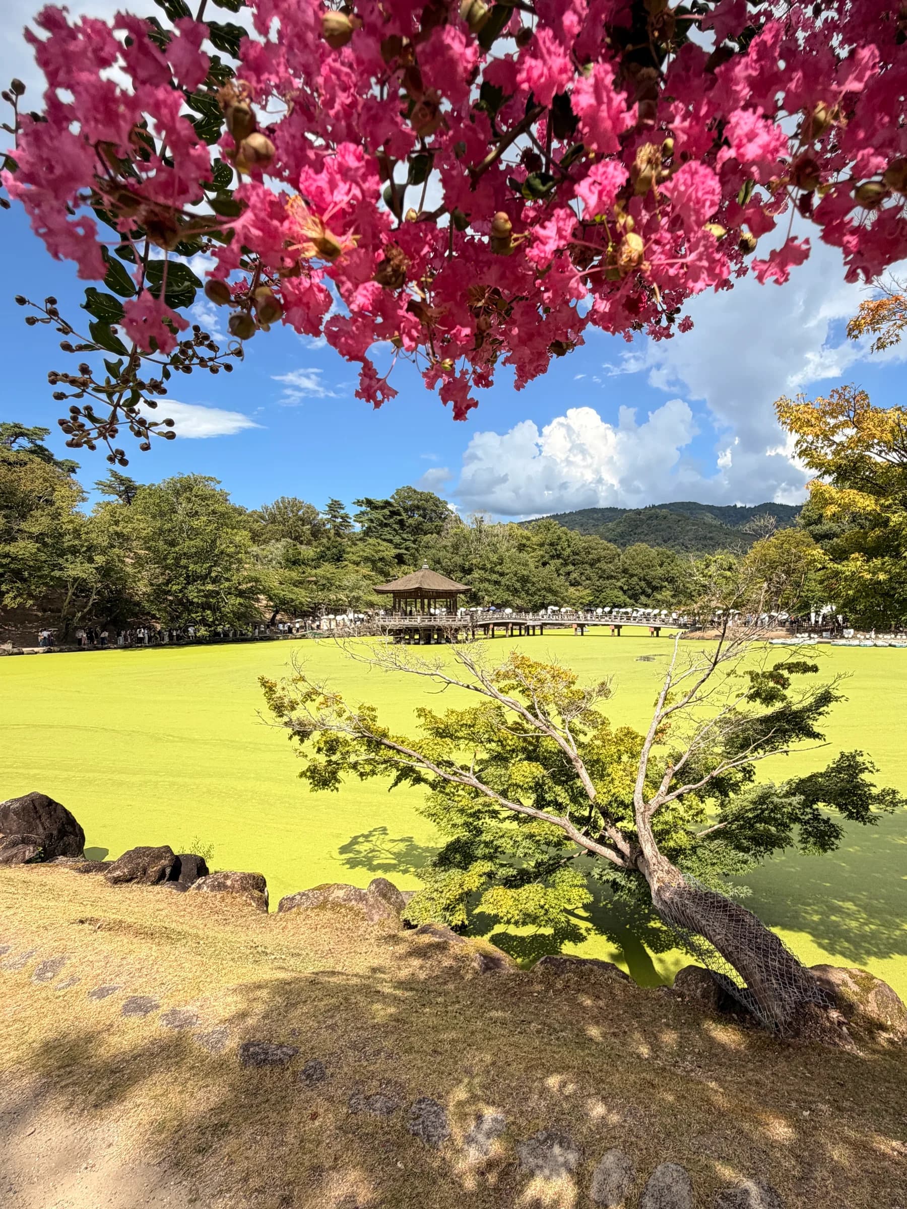Nara Walking Tour: World Heritage, Sacred Deer, Ancient Forest and Old Town