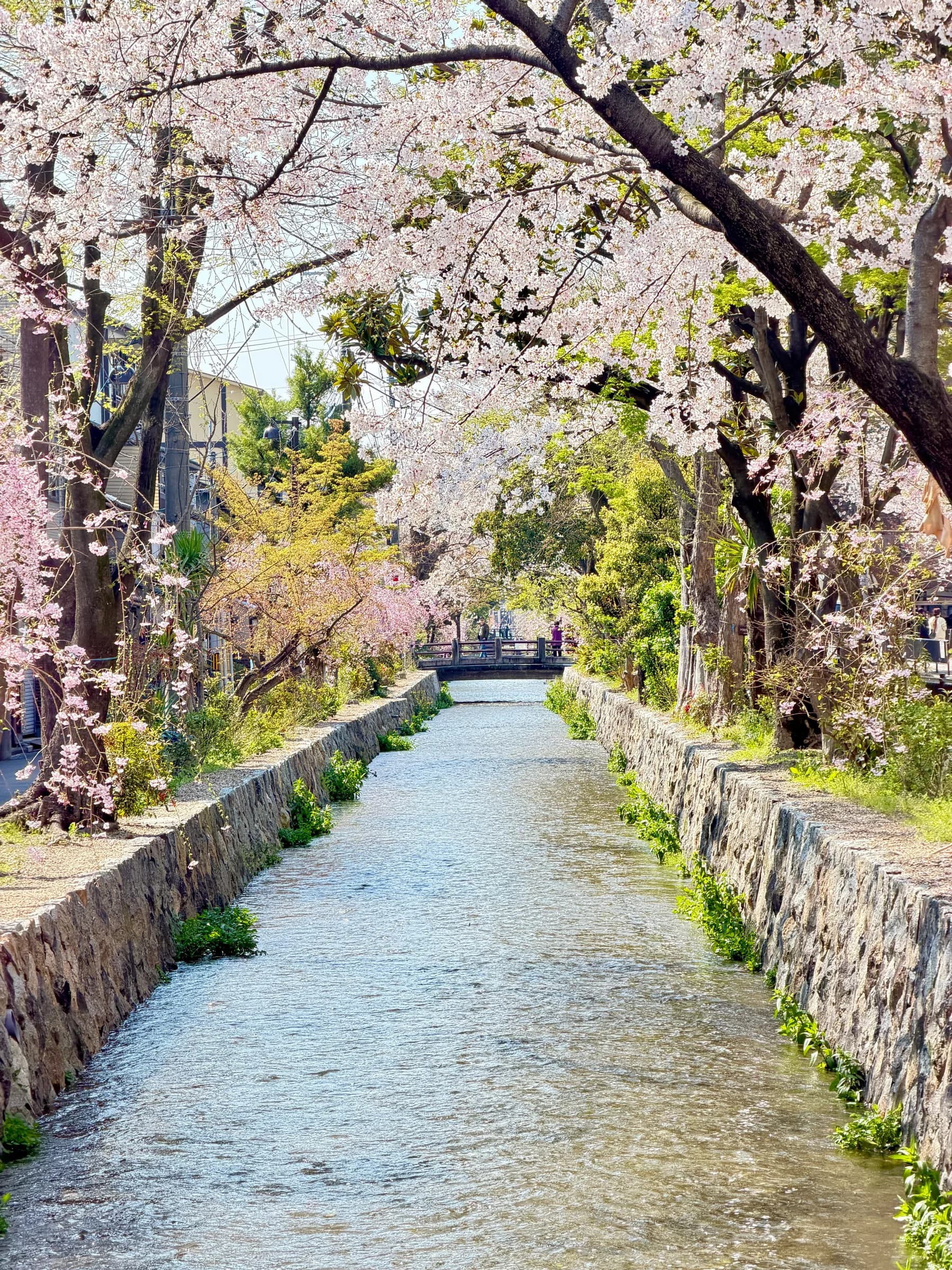 Gion et Higashiyama à vélo : l'introduction idéale à Kyoto