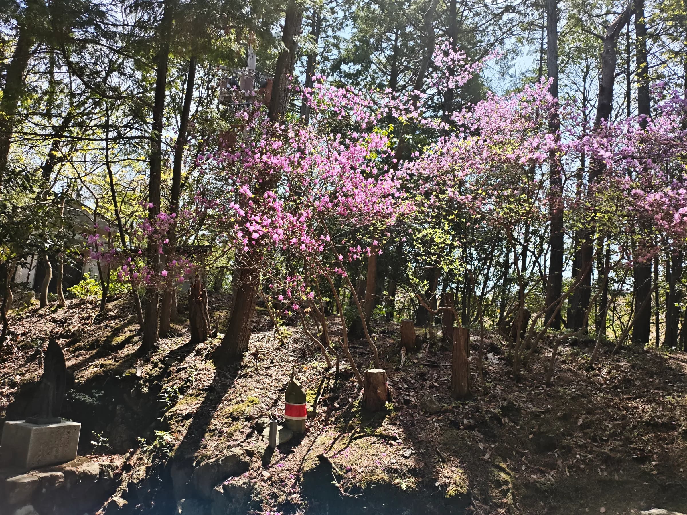 Himeji à pied : le Héron blanc, les jardins de Koko-en et le mont Shosha
