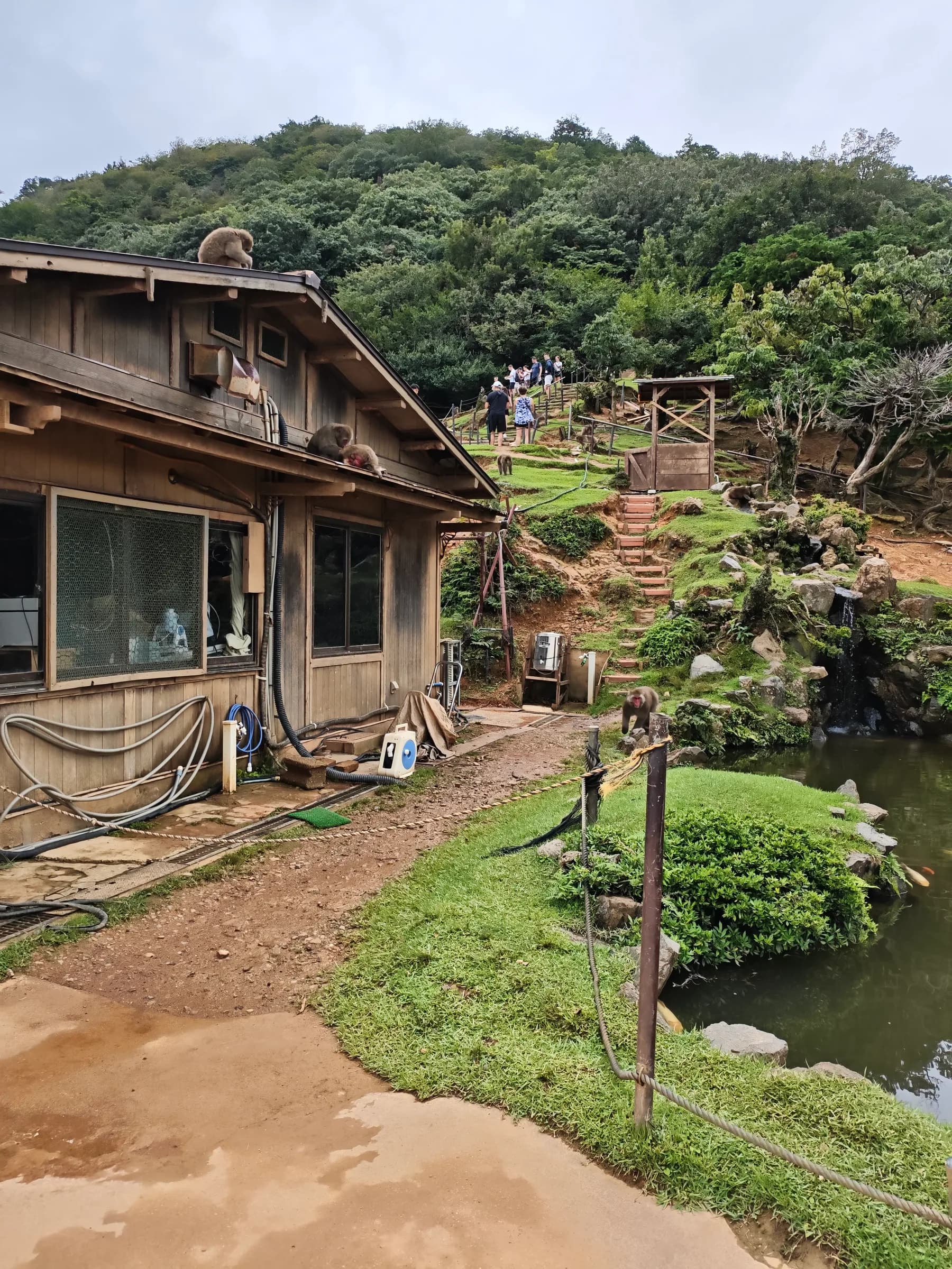 Parc aux singes d'Iwatayama
