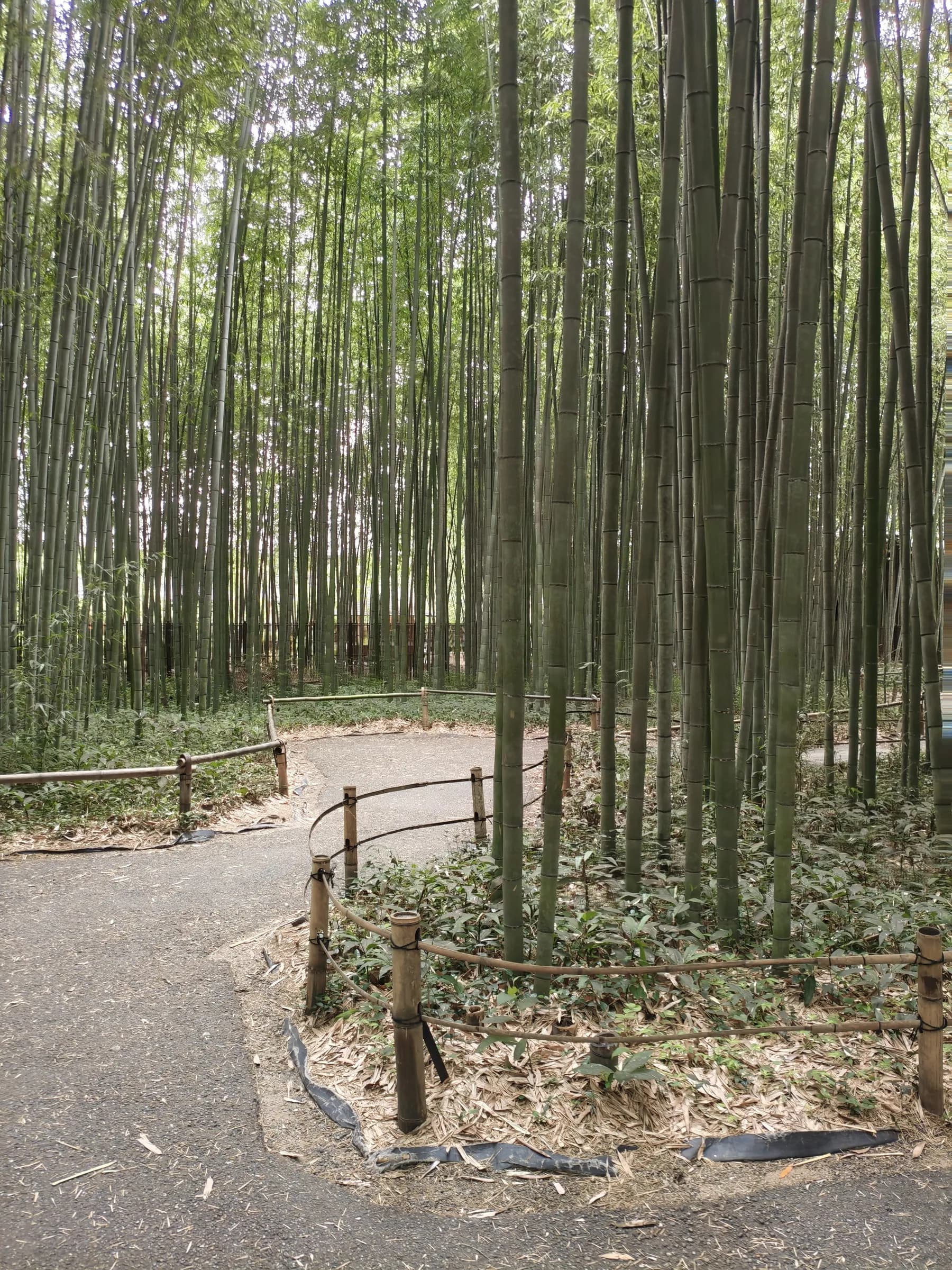 Arashiyama et Sagano à pied: des sanctuaires insolites aux eaux impériales