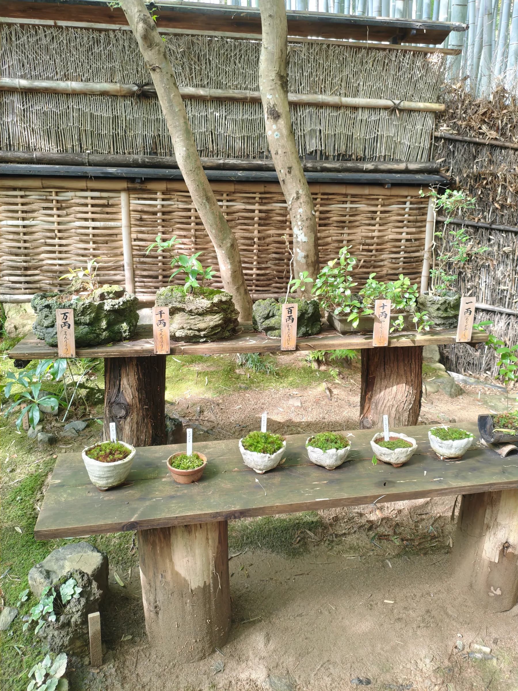 Arashiyama et Sagano à pied: des sanctuaires insolites aux eaux impériales