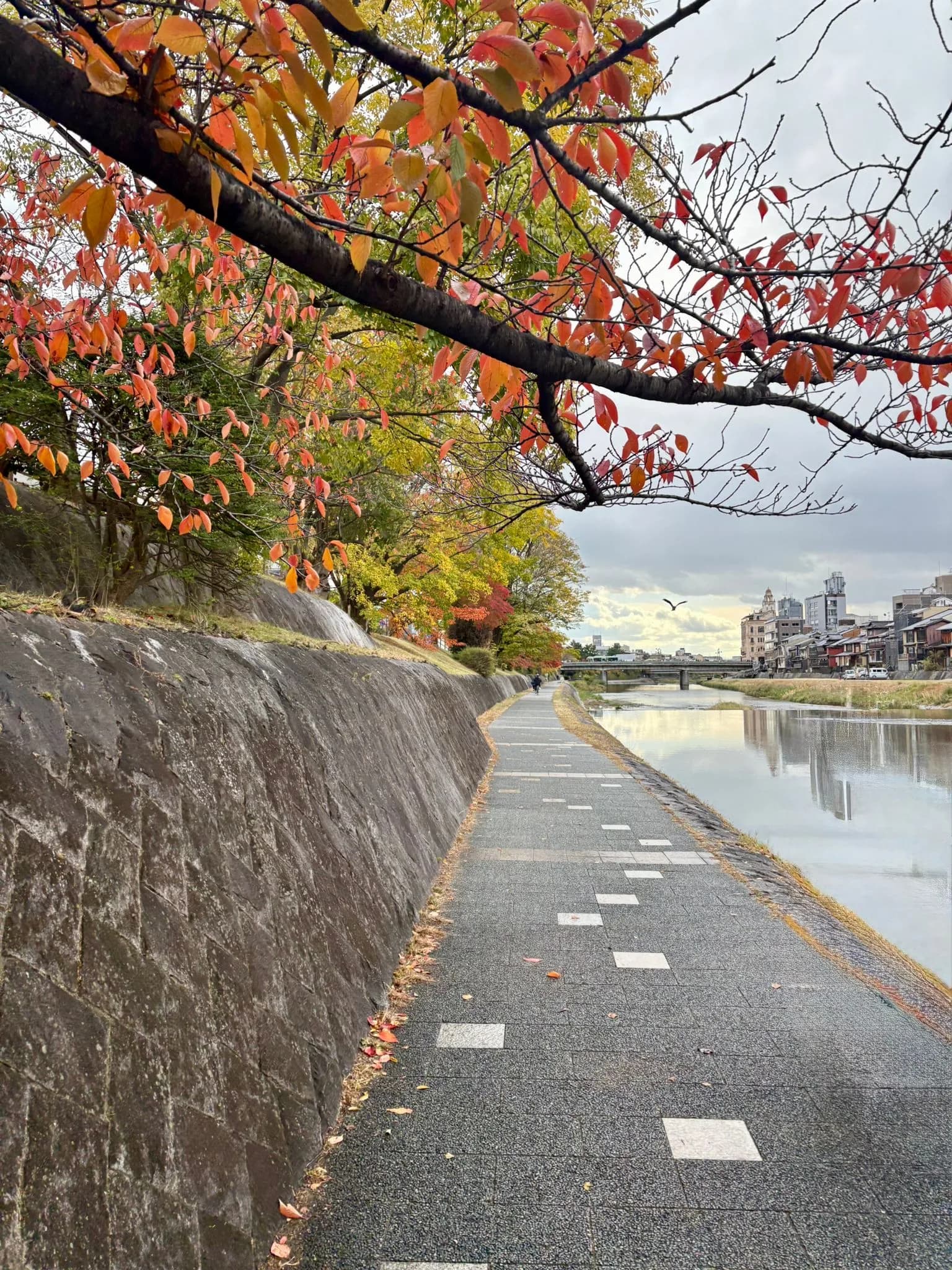 Pavillon d'or à vélo : berges de la Kamo, jardins zen et mochi grillés