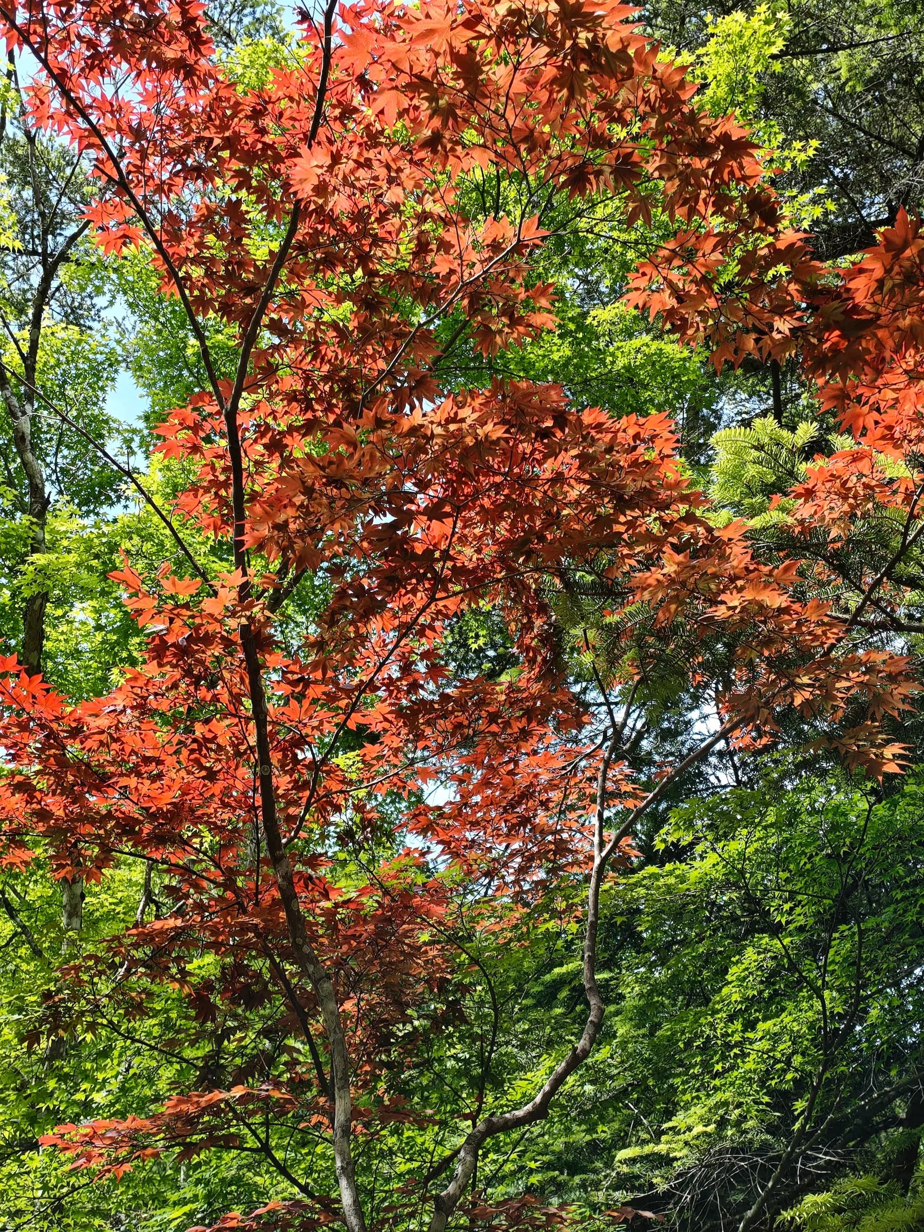 Hiroshima & Miyajima Day Trip: Floating Torii, Sacred Forests and Peace Memorial
