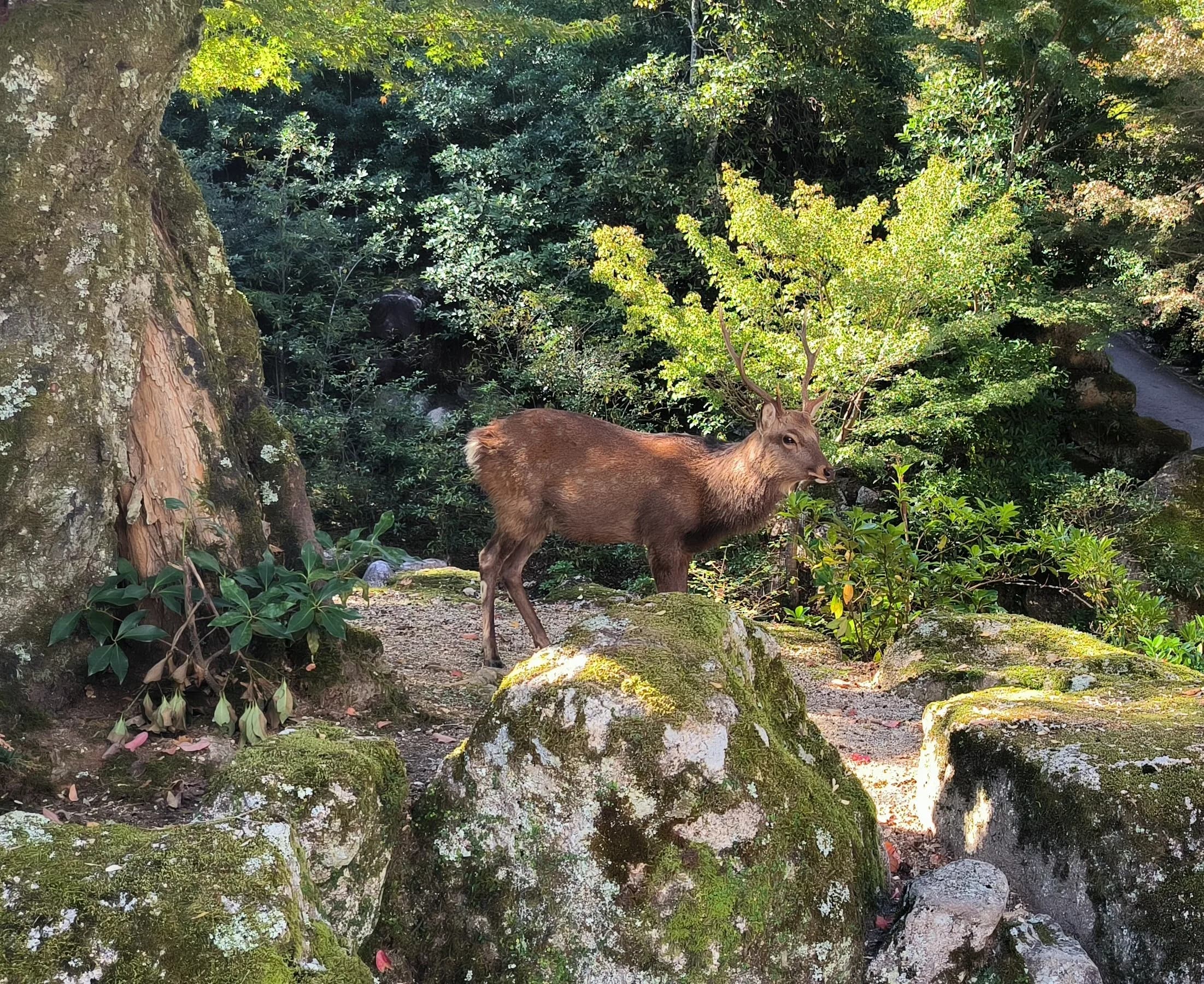 Hiroshima & Miyajima Day Trip: Floating Torii, Sacred Forests and Peace Memorial