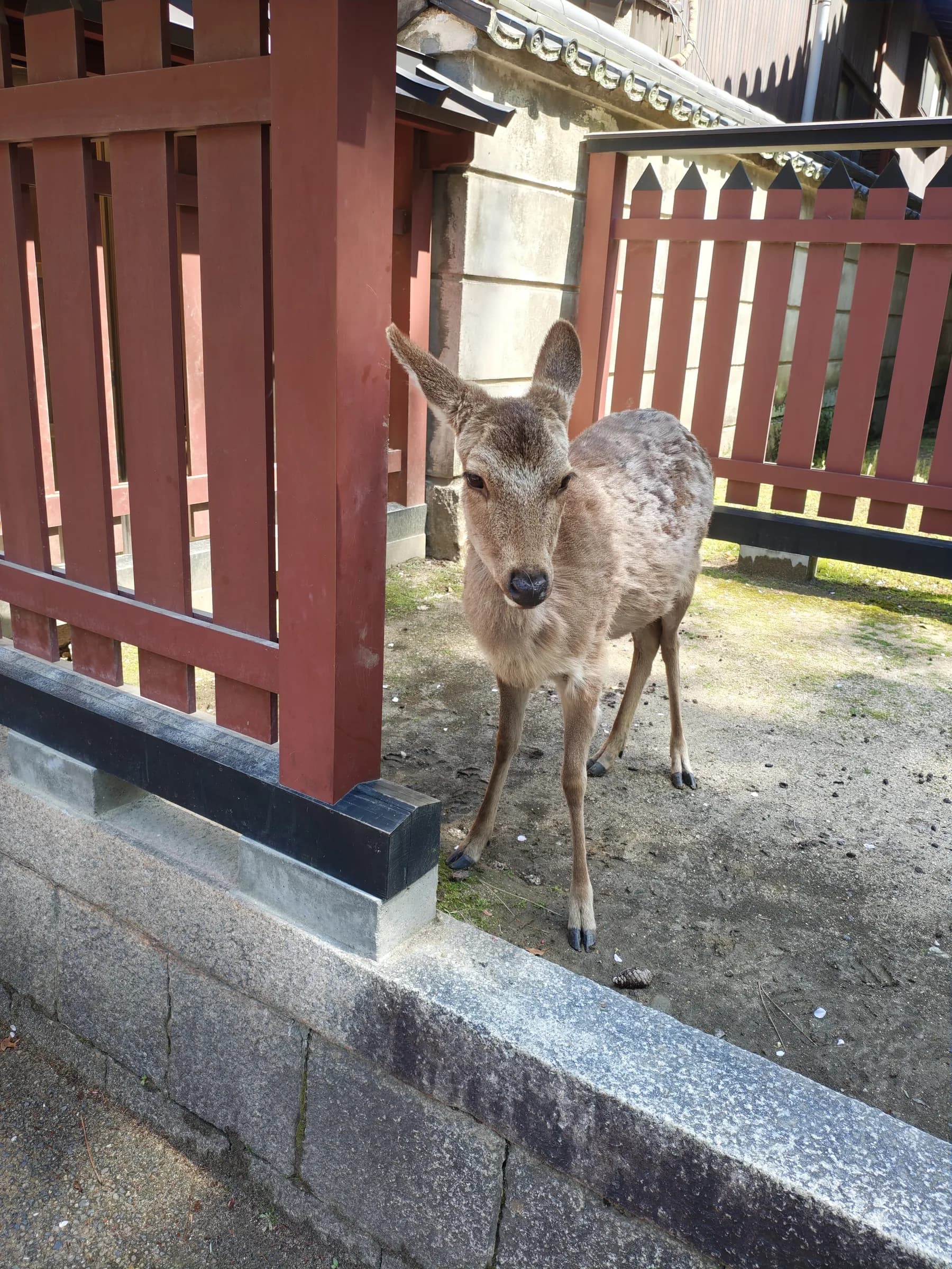 Hiroshima & Miyajima Day Trip: Floating Torii, Sacred Forests and Peace Memorial