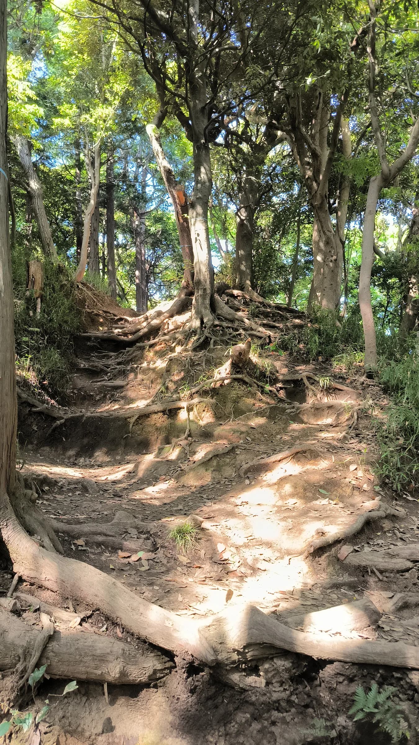Kamakura Half-Day Walking Tour: Great Buddha, Hase-dera and Forest Trail